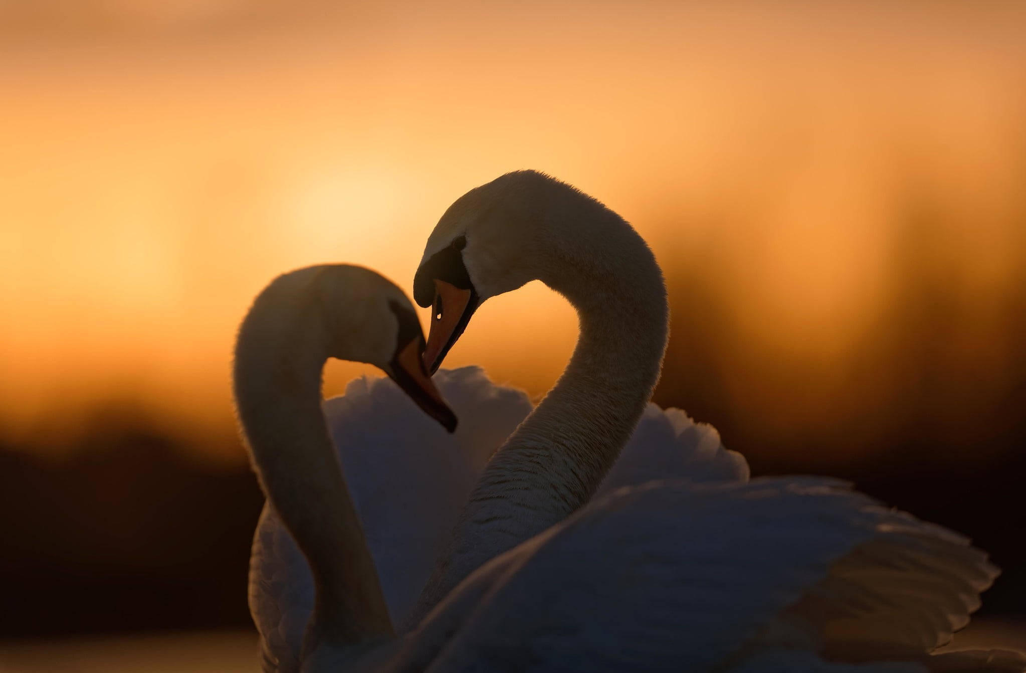 birds 桌布 壁紙 — 兩隻天鵝在溫暖的金色日落背景下，用脖子形成一個心形。