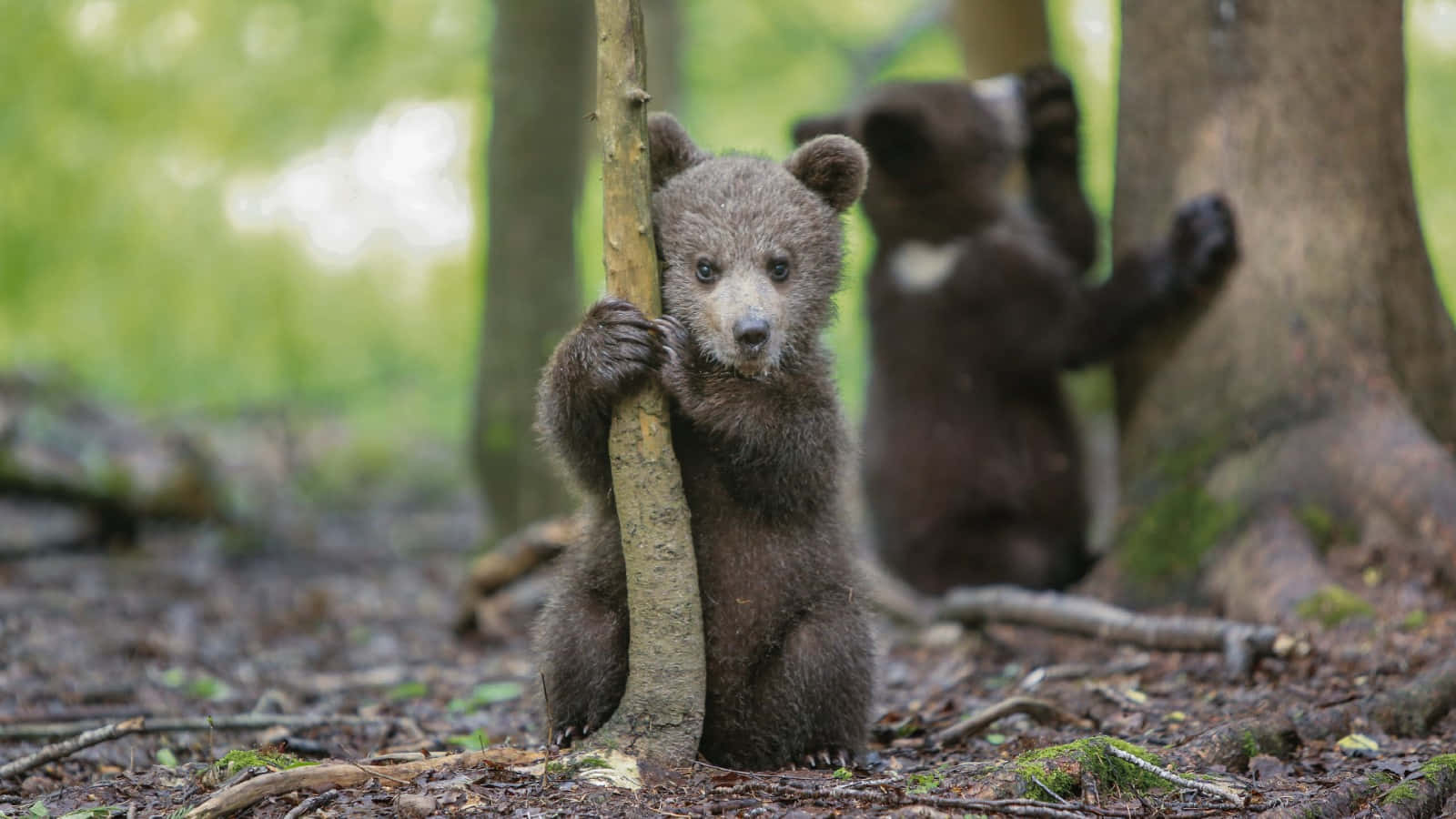 Brown Bears 桌布 壁紙 — 兩隻好奇的小熊探索陽光普照的森林地面，一隻抓住樹幹，另一隻在附近攀爬。