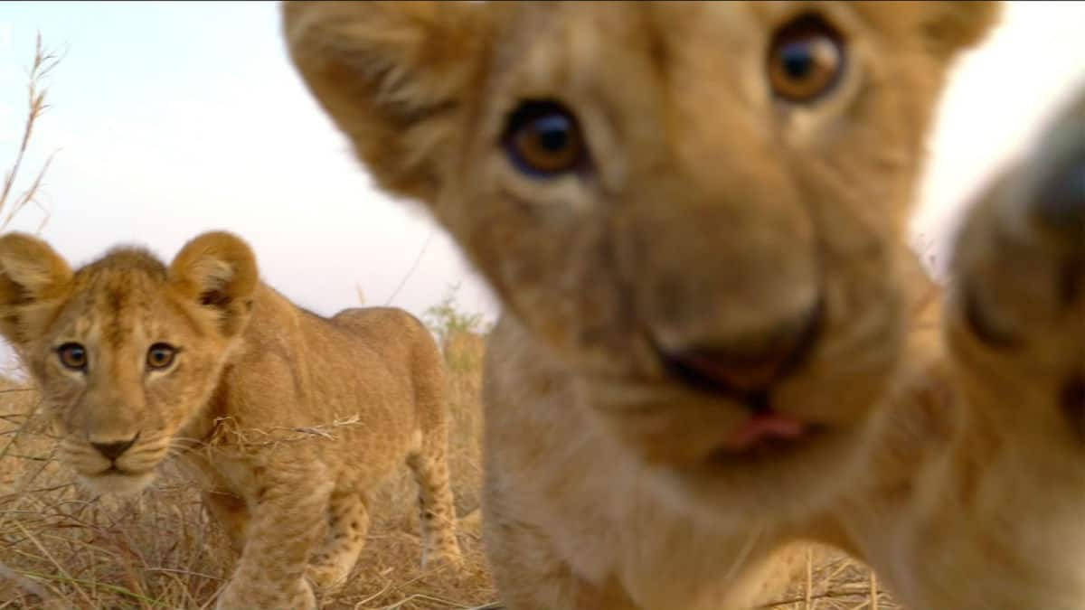 Baby Lion 桌布 壁紙 — 兩隻好奇的小獅子在明亮的日光下穿過乾草專注地看著相機。