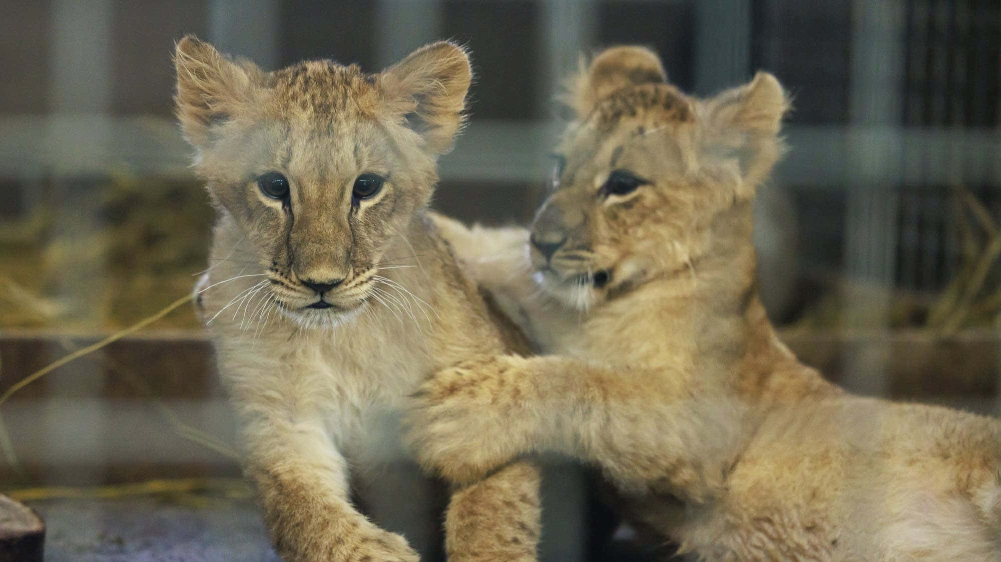 Baby Lion 桌布 壁紙 — 兩隻好奇的小獅子透過玻璃窺視，擁有柔軟金色毛髮和大大的無辜眼睛，在動物園圍欄裡。