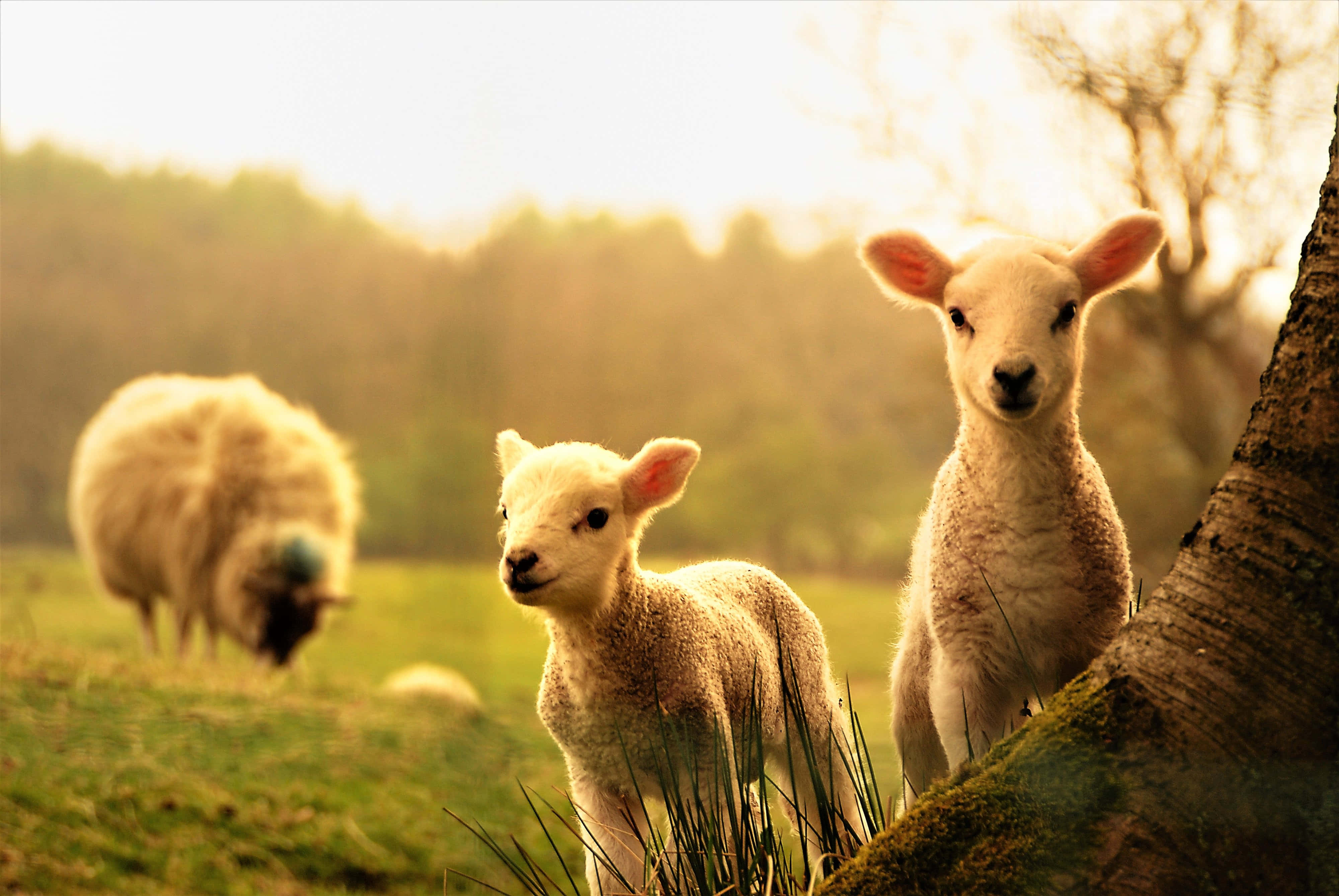 Sheep 桌布 壁紙 — 兩隻好奇的小羊在陽光明媚的草地上向前凝視，一隻成年羊在附近吃草。