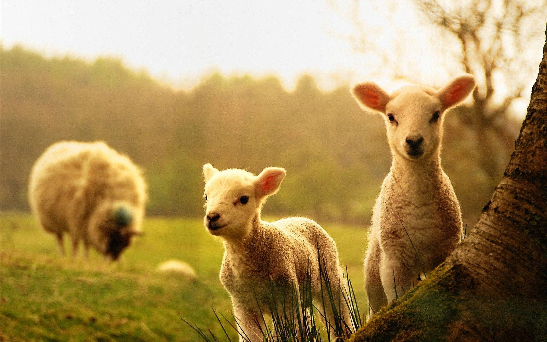 Cute Spring 桌布 壁紙 — 兩隻好奇的小羊從樹後探出頭來，在陽光明媚的草地上，背景中有一隻毛茸茸的羊在吃草。