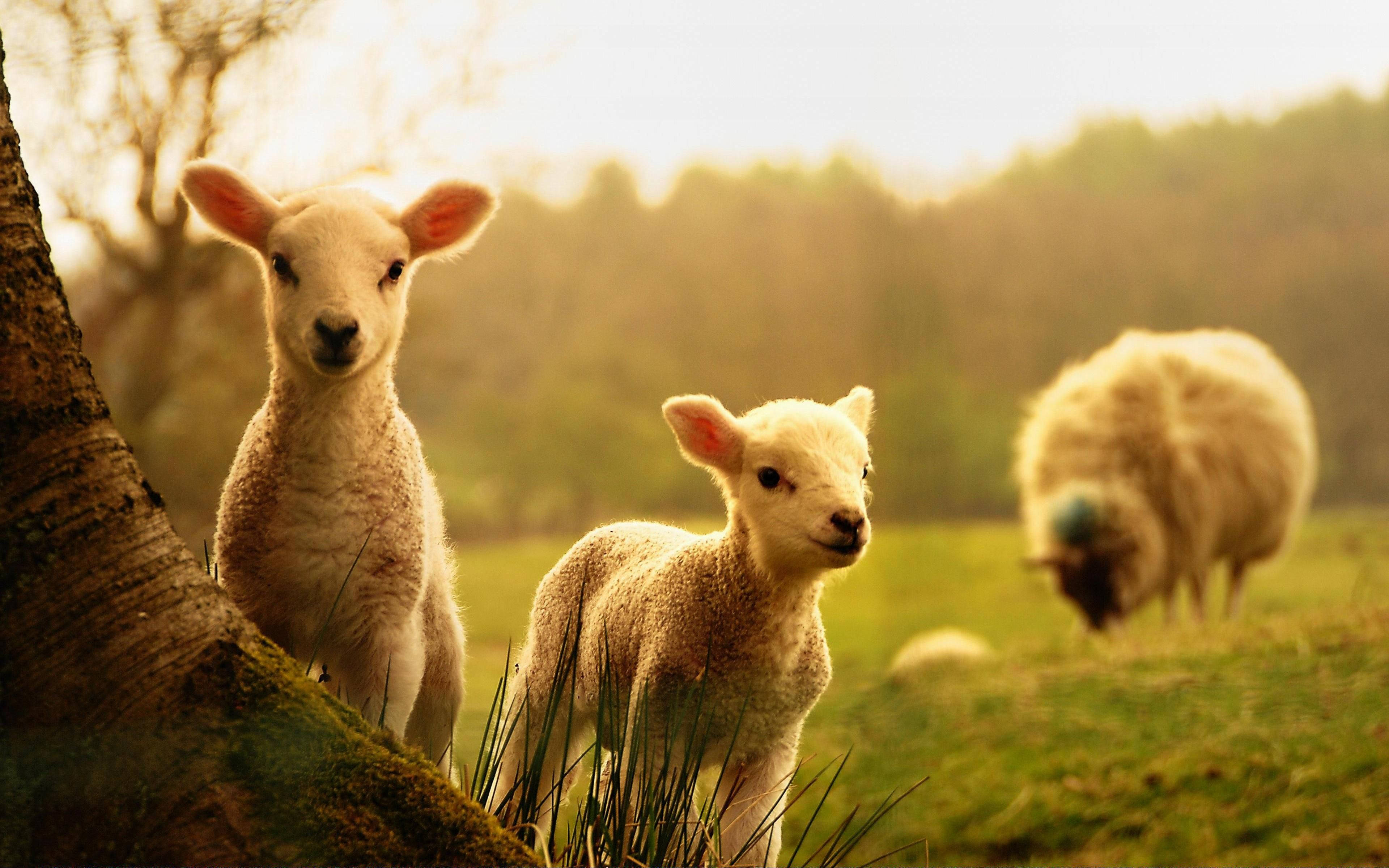 farm animals 桌布 壁紙 — 兩隻好奇的小羊從長滿青苔的樹幹後面探出頭來，背景是陽光明媚的草地上有一隻正在吃草的成年羊。