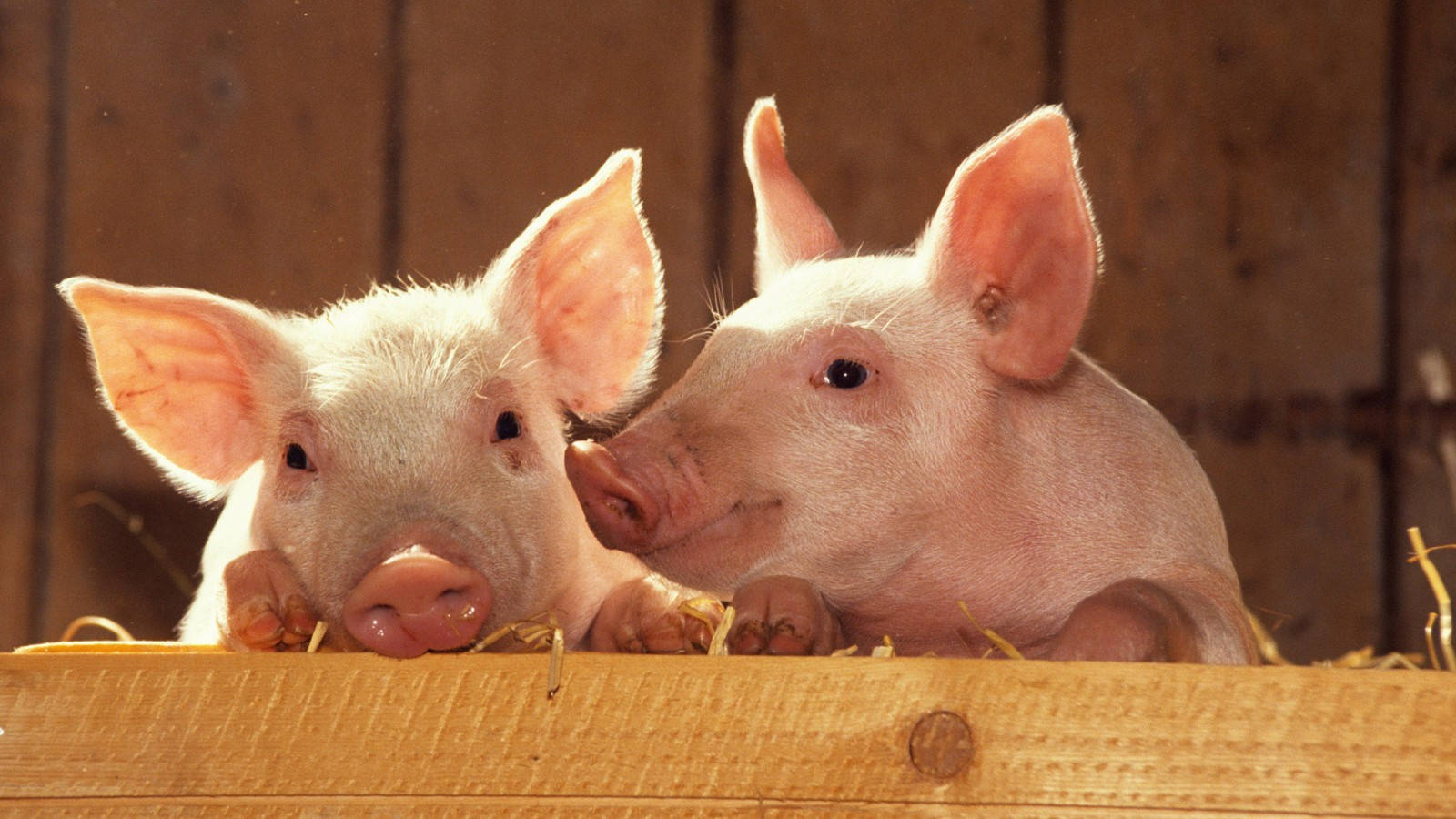 Pig 桌布 壁紙 — 兩隻好奇的小豬在鄉村穀倉環境中，乾草在牠們的鼻子下面，越過木柵欄偷看。