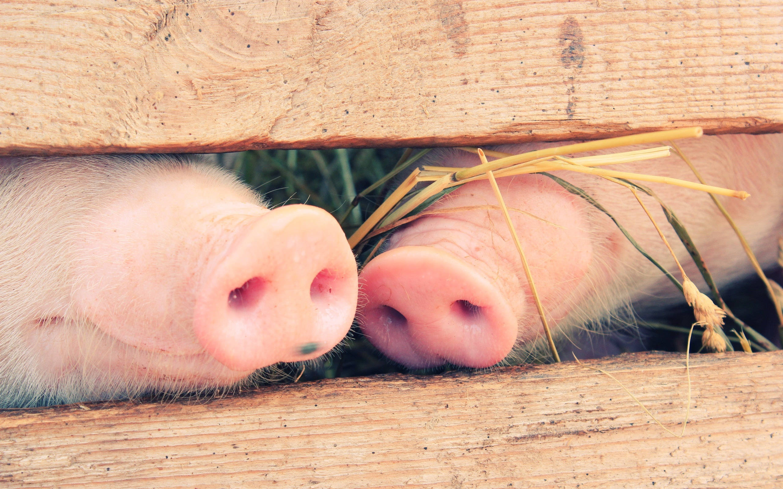 Pig 桌布 壁紙 — 兩隻好奇的小豬透過木柵欄的縫隙偷看，粉紅色的鼻子上纏著乾草絲。
