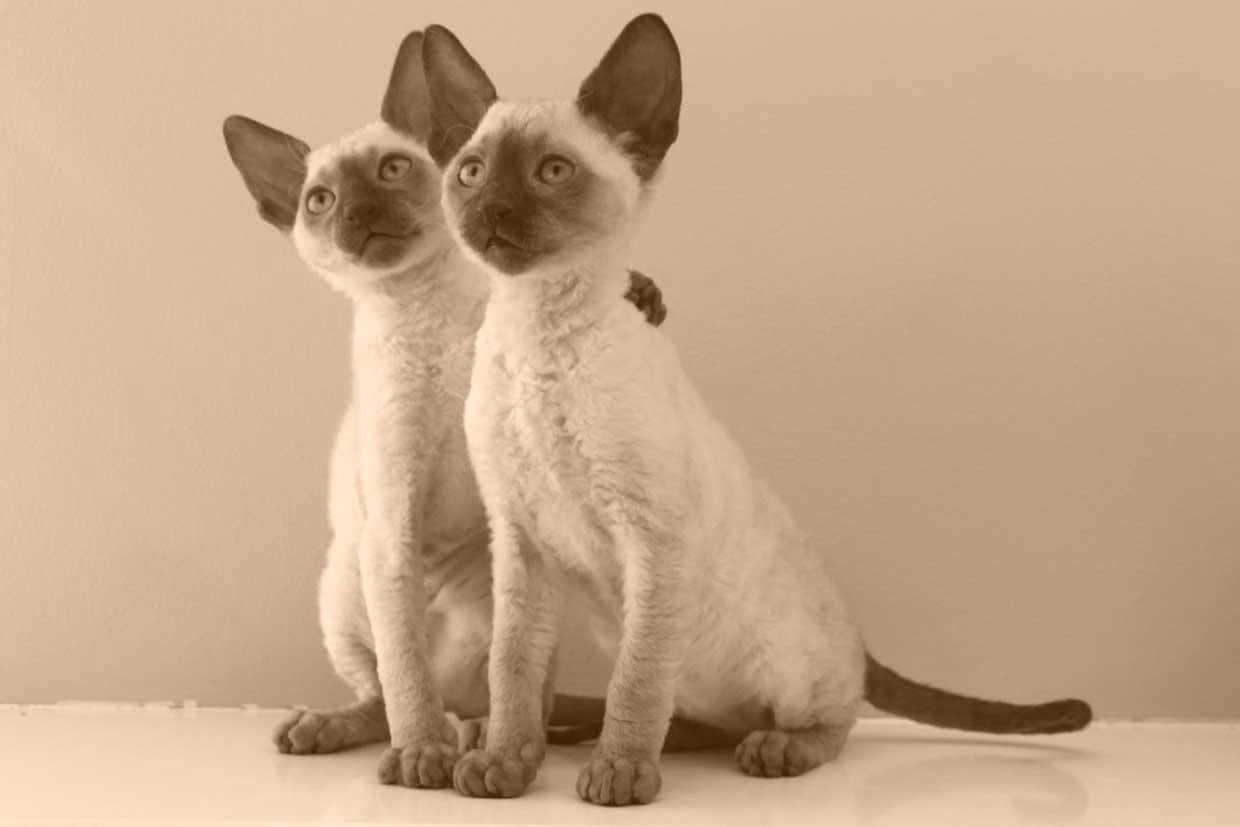 Cornish Rex 桌布 壁紙 — 兩隻好奇的德文捲毛貓，有大耳朵和捲毛，並排坐在樸素的表面上，背景柔和。