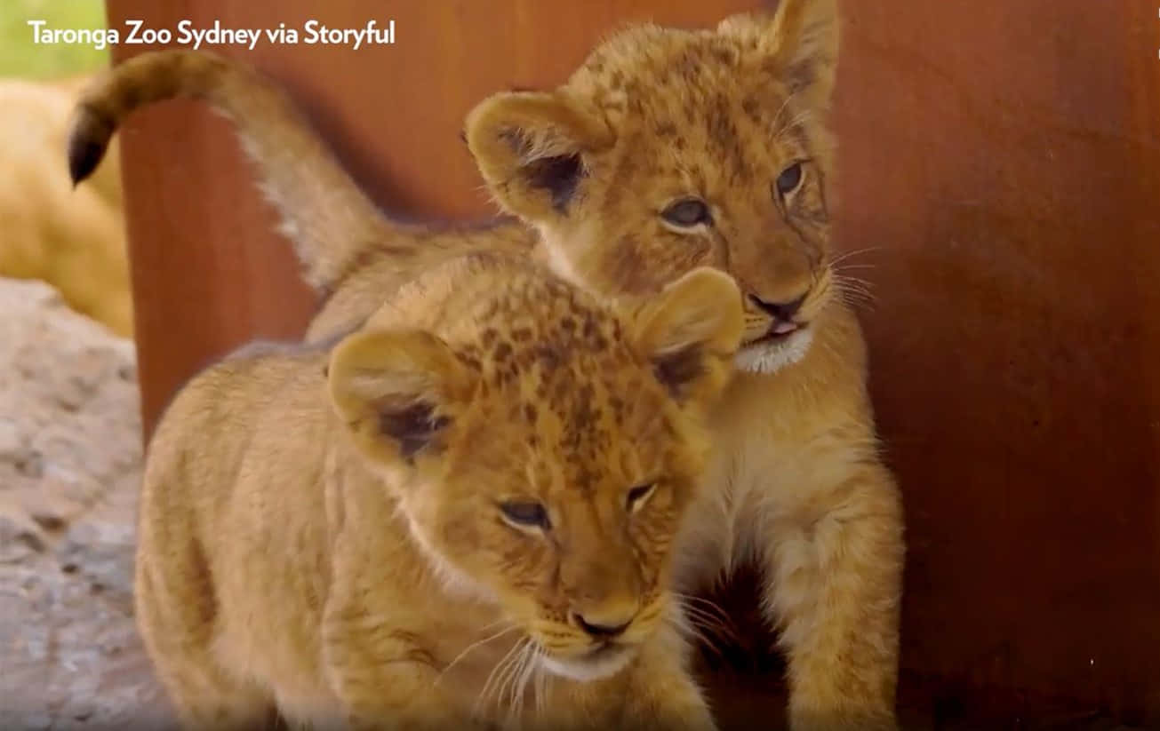 獅子幼崽 桌布 壁紙 — 兩隻好奇的斑點獅子幼崽在動物園圍欄內的木結構附近互相依偎。