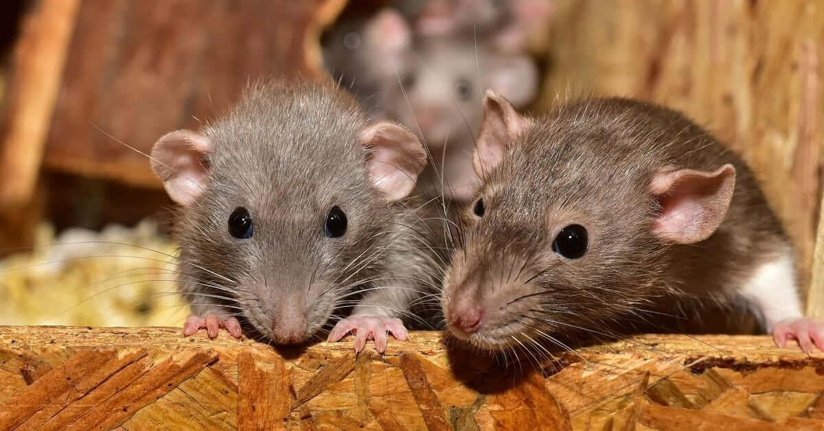 Rat 桌布 壁紙 — 兩隻好奇的灰色老鼠在一個舒適、溫暖照明的圍欄中，越過木質邊緣窺視，身後有乾草和模糊的同伴。