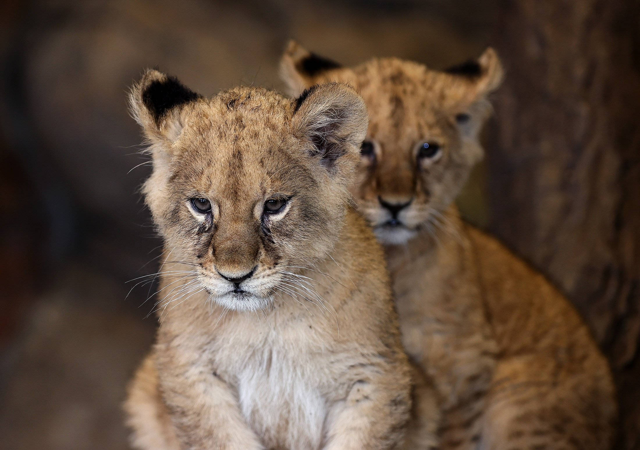 Baby Lion 桌布 壁紙 — 兩隻好奇的獅子寶寶，擁有柔軟的金色毛髮，在模糊的泥土背景前專注地凝視著相機。
