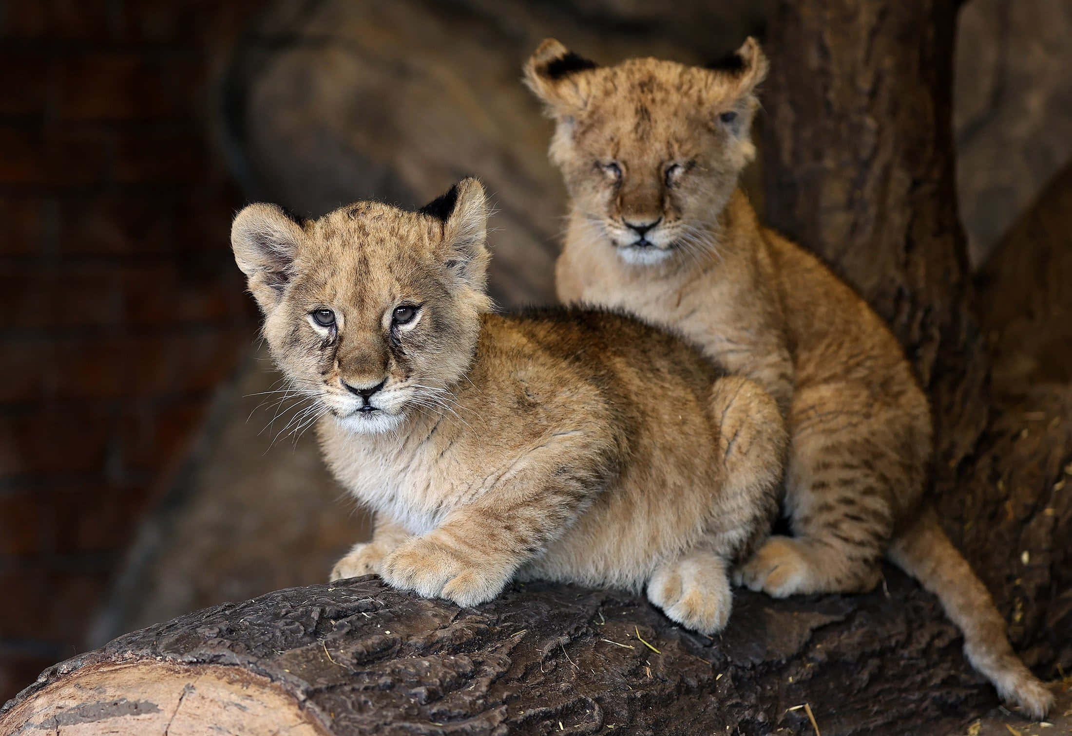 Baby Lion 桌布 壁紙 — 兩隻好奇的獅子寶寶，耳朵有簇毛，在昏暗的圍欄內的粗糙樹幹上警覺地坐著。