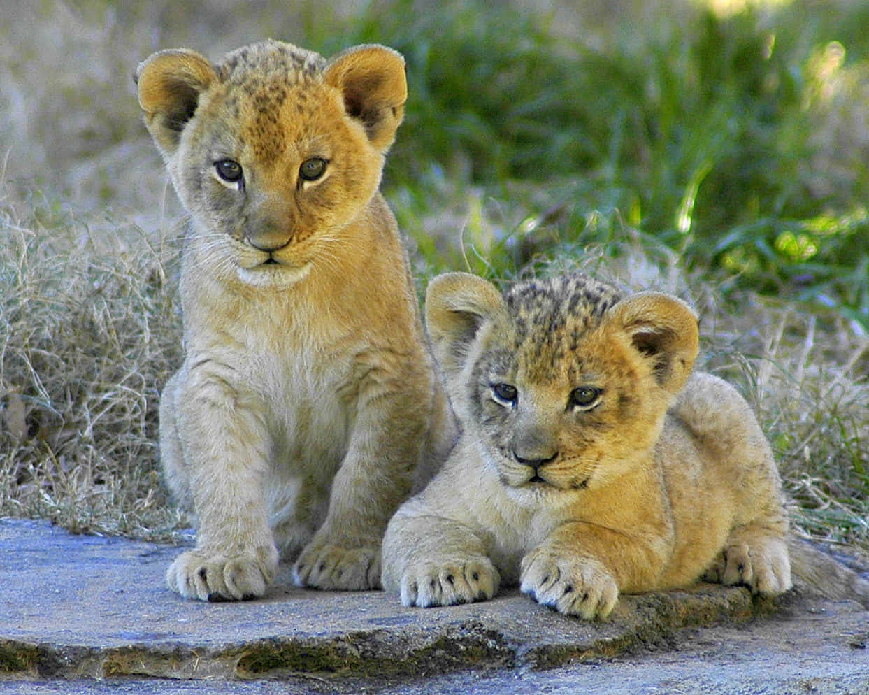 Lions 桌布 壁紙 — 兩隻好奇的獅子寶寶，身上有斑點毛皮，在自然光下坐在草地地形中的石頭上。