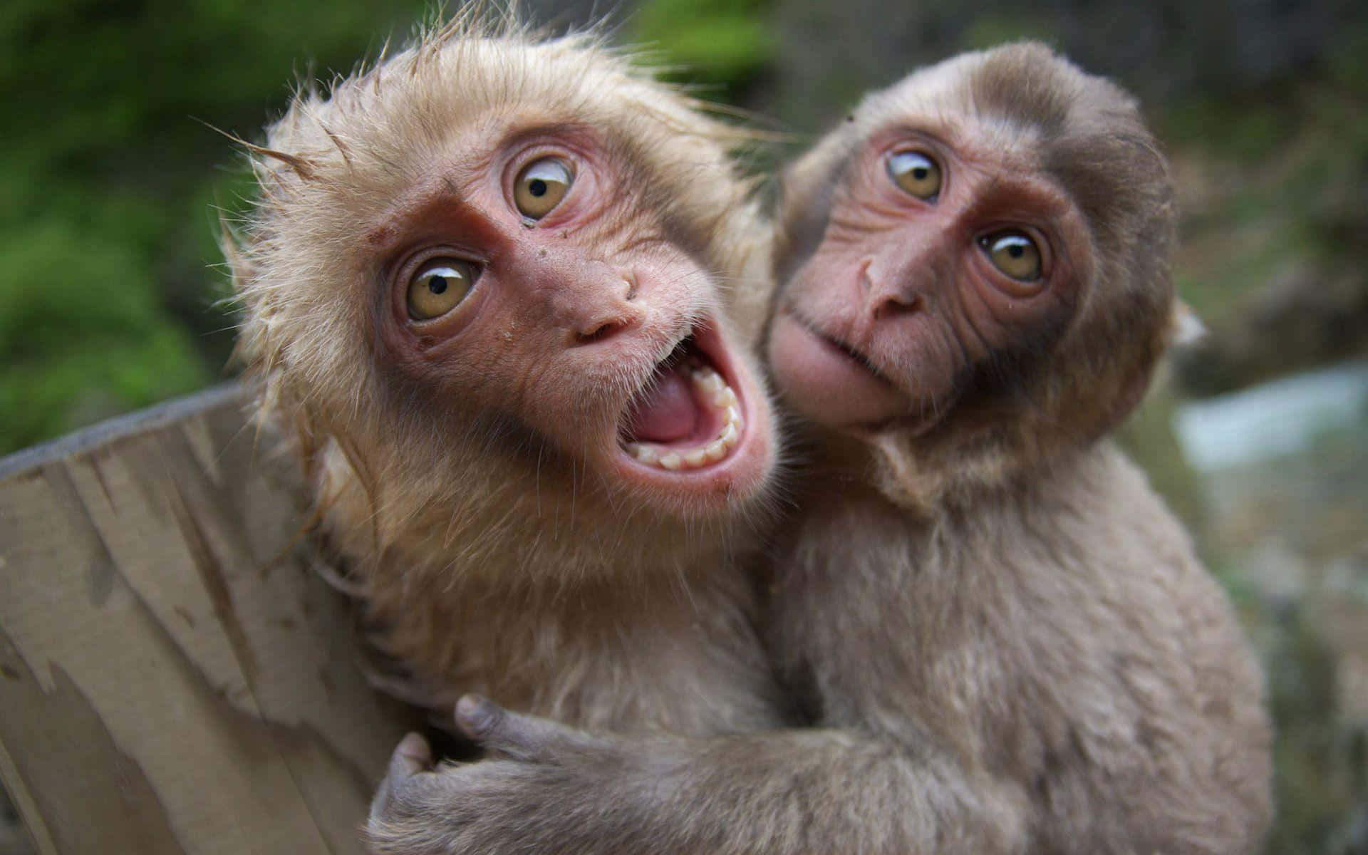 Funny Monkey 桌布 壁紙 — 兩隻好奇的獼猴，眼睛睜得大大的，一隻在打哈欠，另一隻警覺地望著模糊的綠色森林背景。