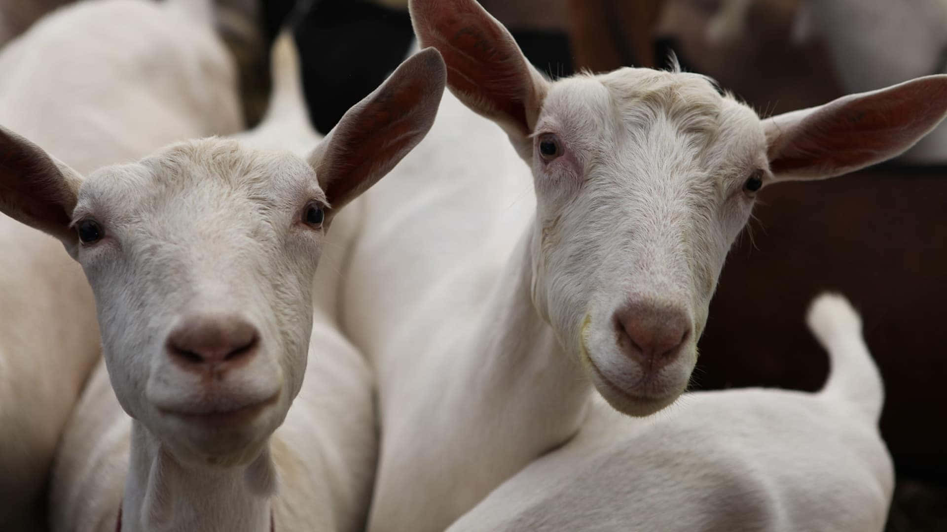 動物 桌布 壁紙 — 兩隻好奇的白山羊在特寫鏡頭中，豎著大耳朵、披著柔軟的羊毛，直視鏡頭。