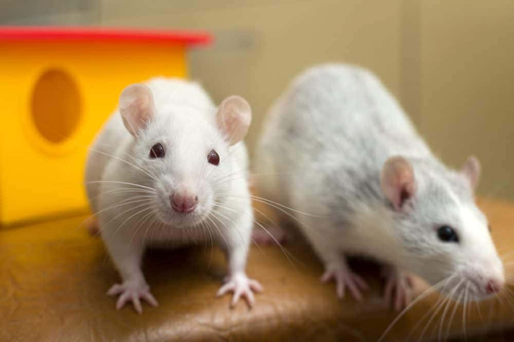 Rat 桌布 壁紙 — 兩隻好奇的白老鼠，一隻面向鏡頭，另一隻在黃色房子附近的木質表面上嗅探。