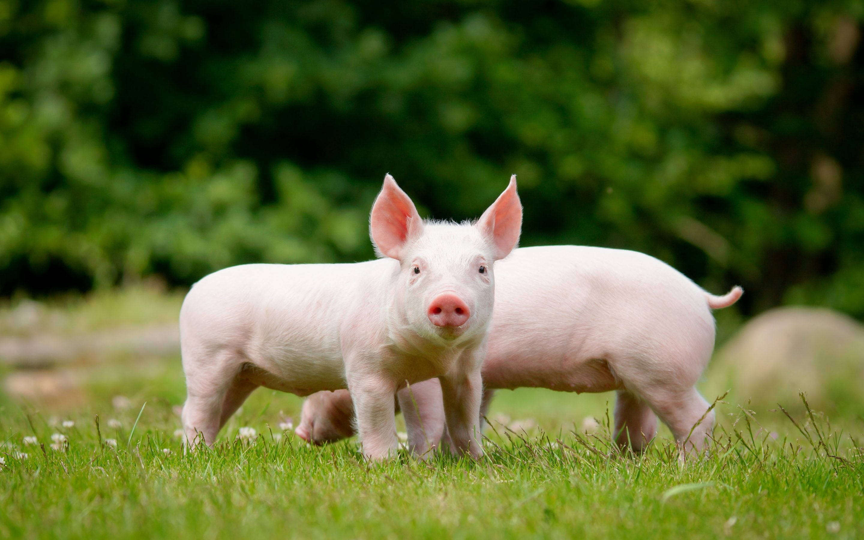farm animals 桌布 壁紙 — 兩隻好奇的粉紅色小豬站在充滿活力的綠草中，身後有茂密的樹木柔和地模糊。