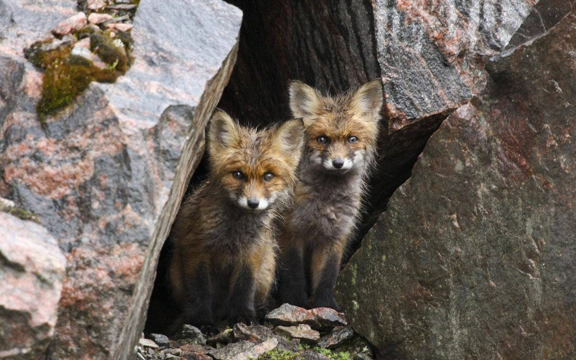 cute kawaii fox 桌布 壁紙 — 兩隻好奇的紅狐幼崽從岩石裂縫中探出頭來，周圍是長滿苔蘚的石頭。