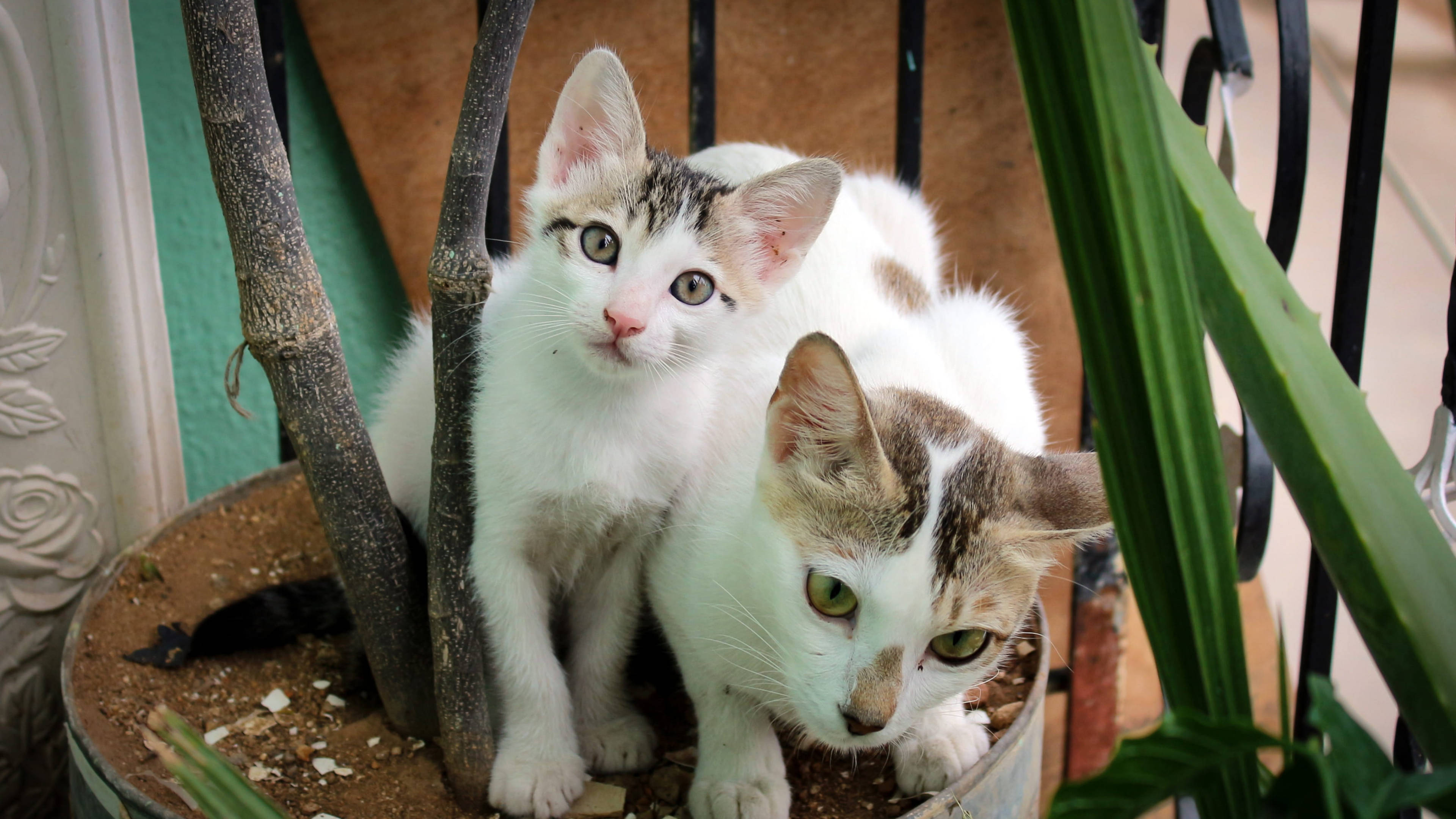 Cute Cat HD 桌布 壁紙 — 兩隻好奇的虎斑小貓從一個有綠色葉子的盆栽後面探出頭來，背景是一個黑色金屬圍欄。
