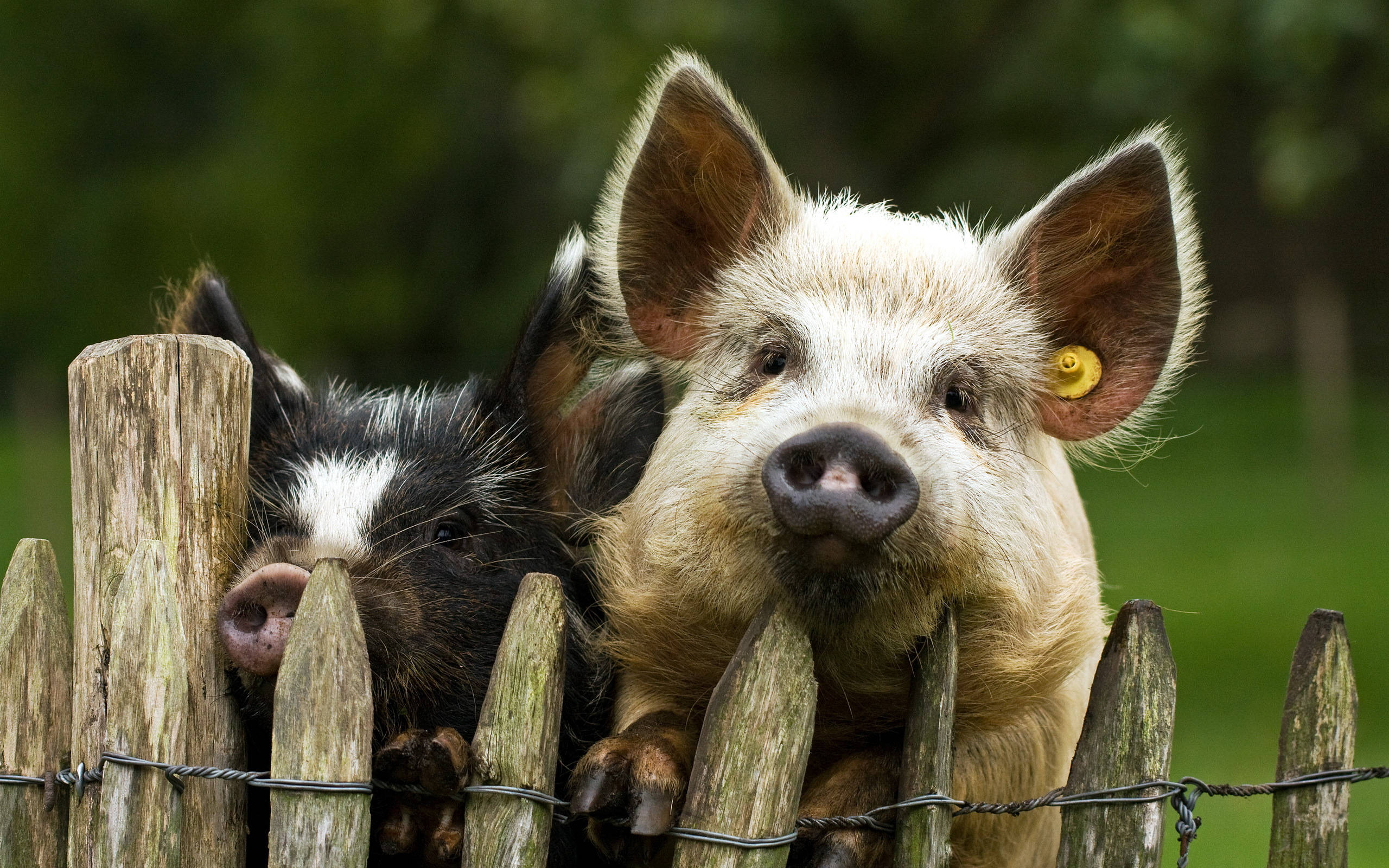 Pig 桌布 壁紙 — 兩隻好奇的豬從質樸的木柵欄上探出頭來，其中一隻戴著黃色耳標。