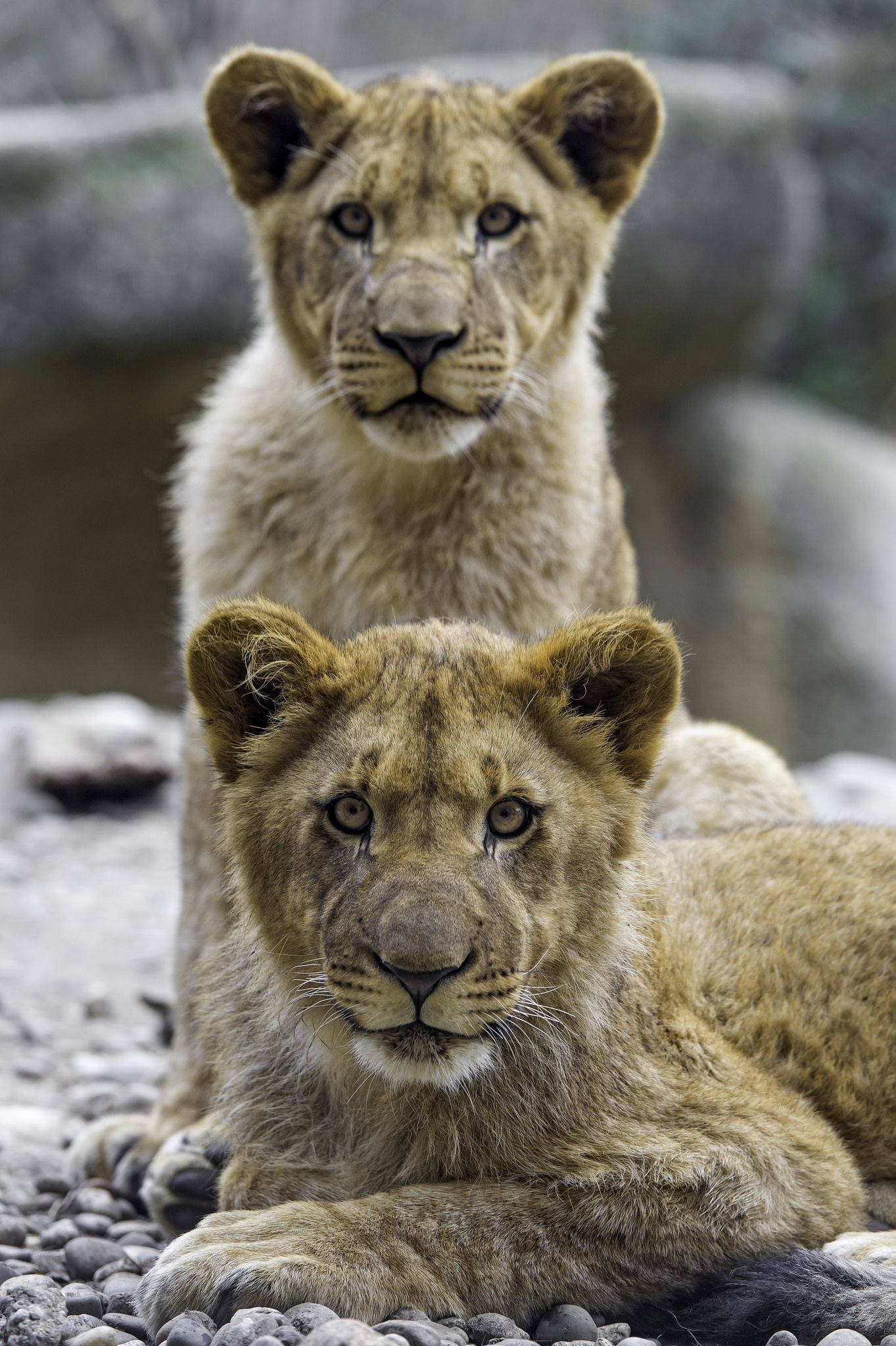 Baby Lion 桌布 壁紙 — 兩隻好奇的金色毛髮獅子幼崽在自然主義圍欄中從岩石後面專注地凝視。