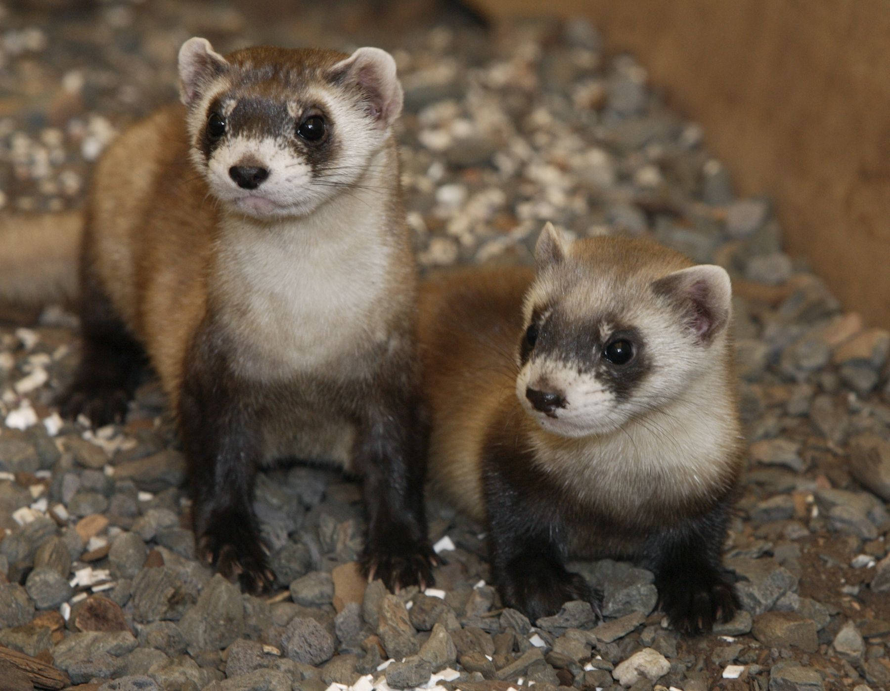 Ferret 桌布 壁紙 — 兩隻好奇的雪貂，帶有深色面具和棕褐色皮毛，警覺地站在灰色礫石床上。