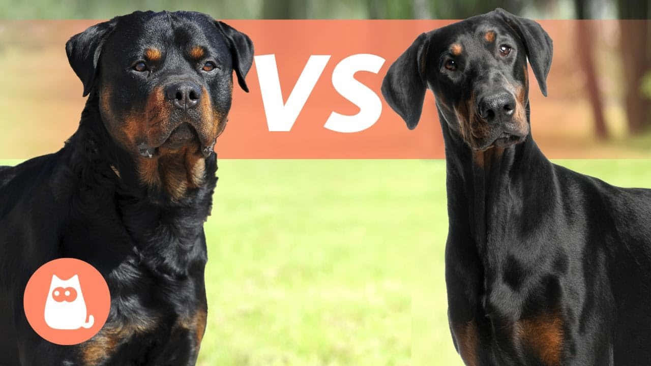 Dogs 桌布 壁紙 — 兩隻威嚴的狗，一隻羅威納和一隻杜賓犬，並肩站在草地上，中間有一個大膽的VS圖案。