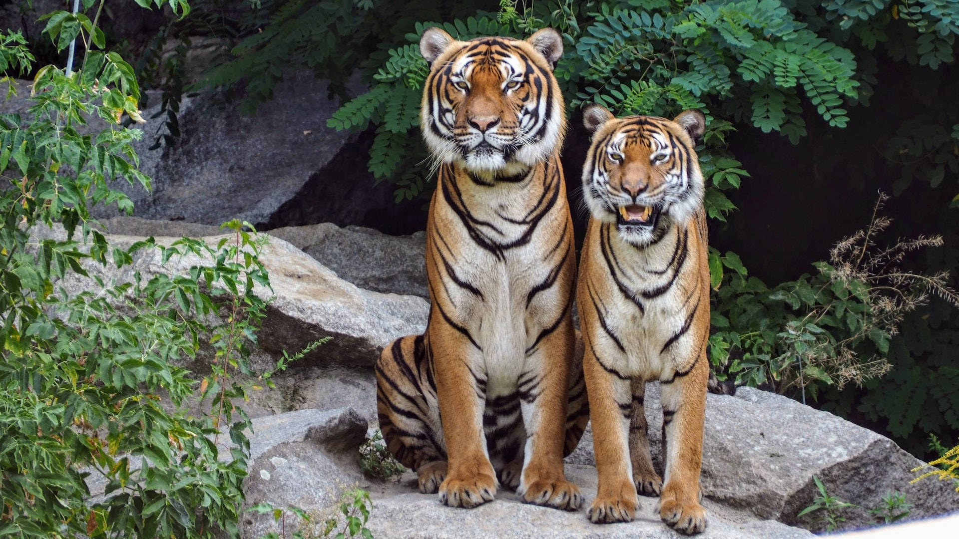 harimau 桌布 壁紙 — 兩隻威猛的老虎警覺地坐在岩石地形上，周圍是茂密的綠色樹葉。