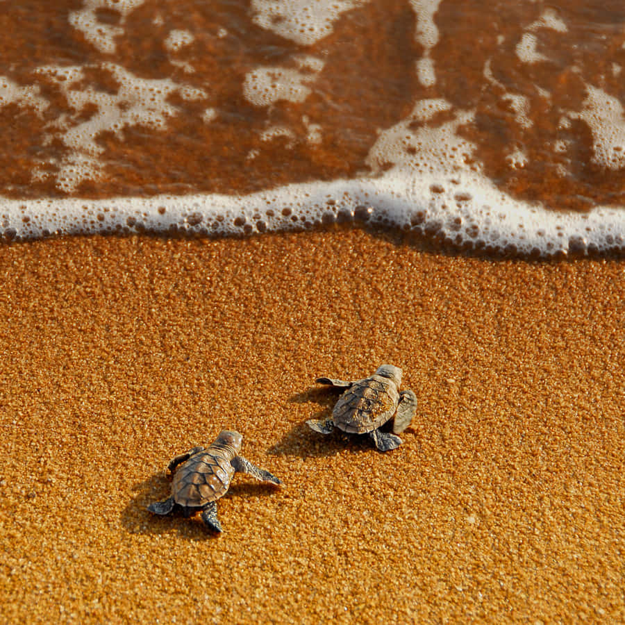 Baby Turtle 桌布 壁紙 — 兩隻小小的海龜寶寶爬過金色沙灘向著海洋前進，泡沫海浪翻滾著。