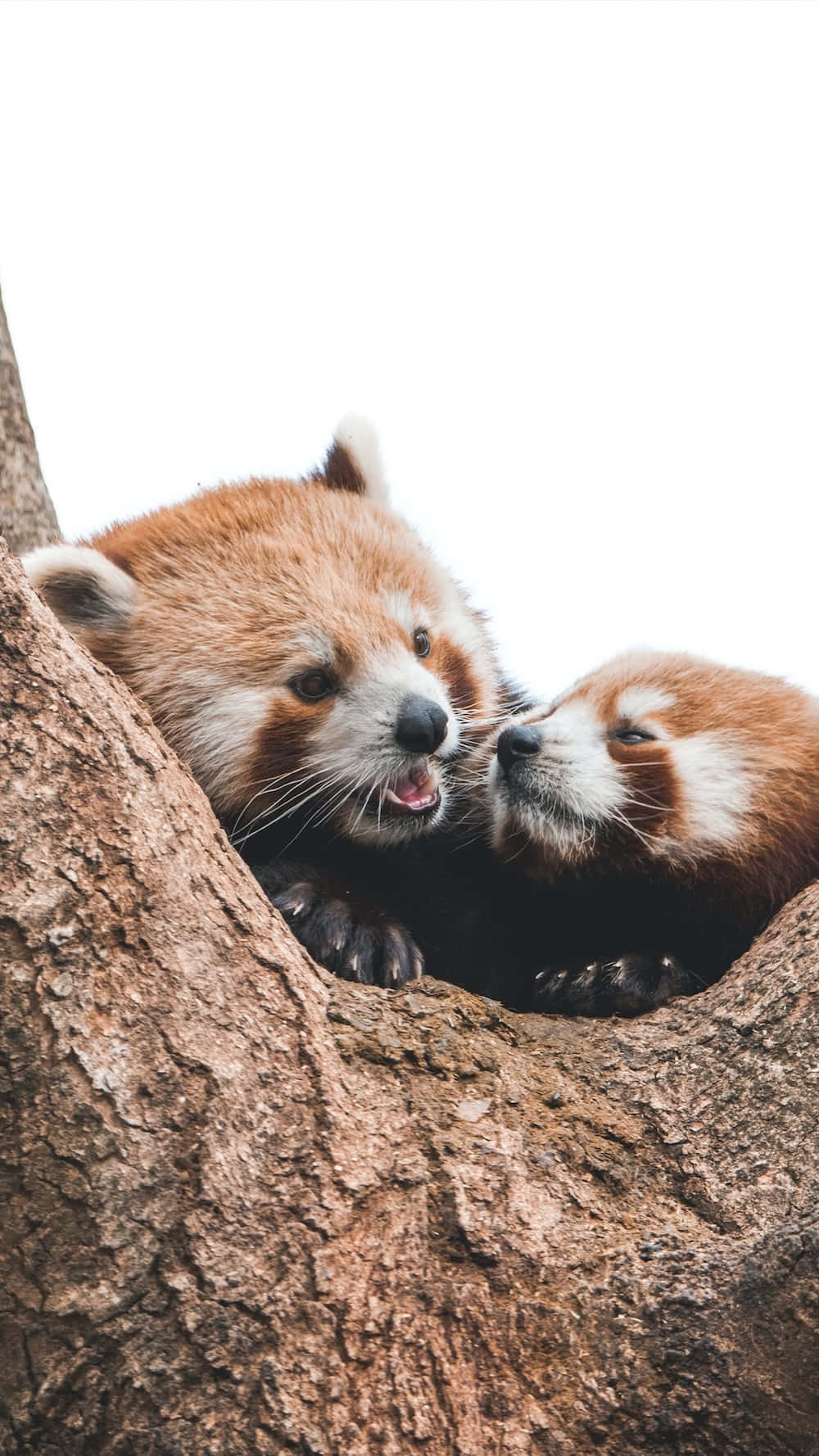 Red Panda 桌布 壁紙 — 兩隻小熊貓在樹洞裡依偎，背景是明亮的白色天空。
