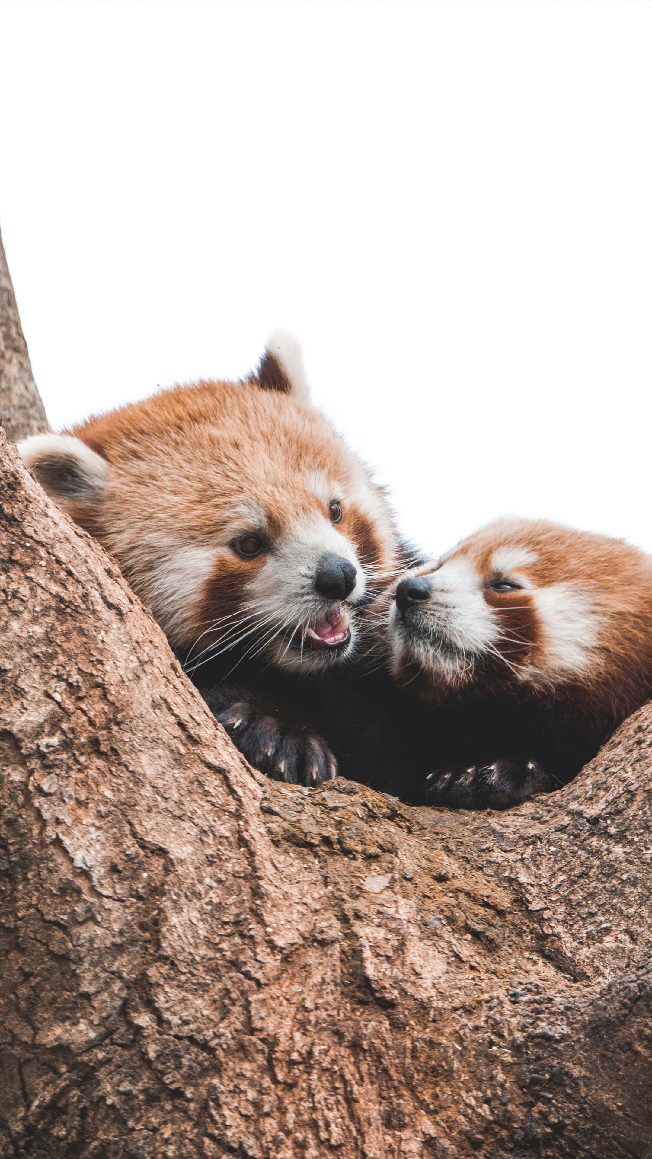 Cute Red Panda 桌布 壁紙 — 兩隻小熊貓在樹洞裡依偎，背景是明亮的白色。