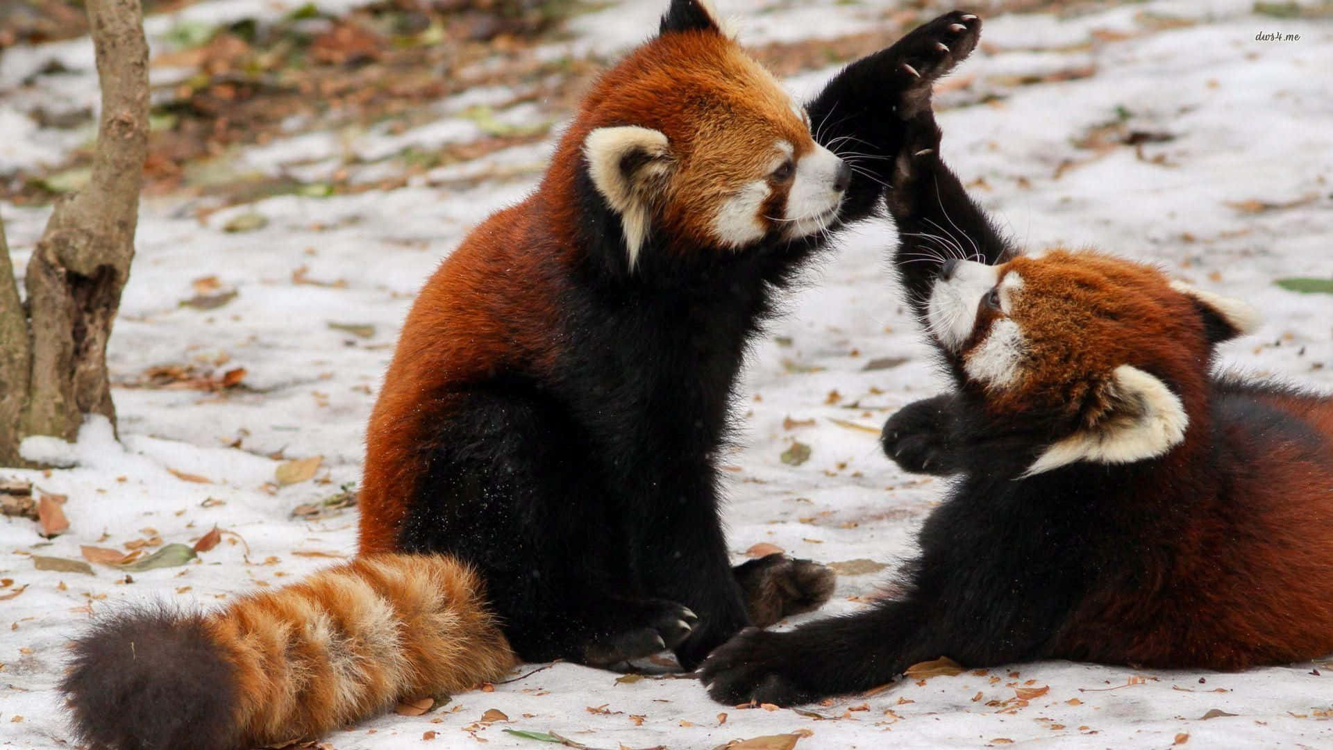 Cute Red Panda 桌布 壁紙 — 兩隻小熊貓在雪地森林空地中，落葉間嬉戲擊掌。