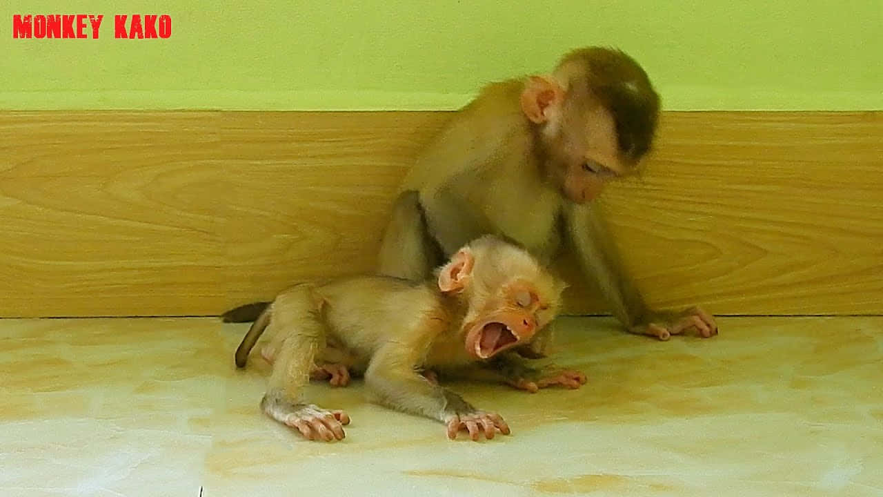 Baby Monkey 桌布 壁紙 — 兩隻小猴子，一隻在瓷磚地板上張大嘴巴打哈欠，另一隻坐在後面靠著木牆。