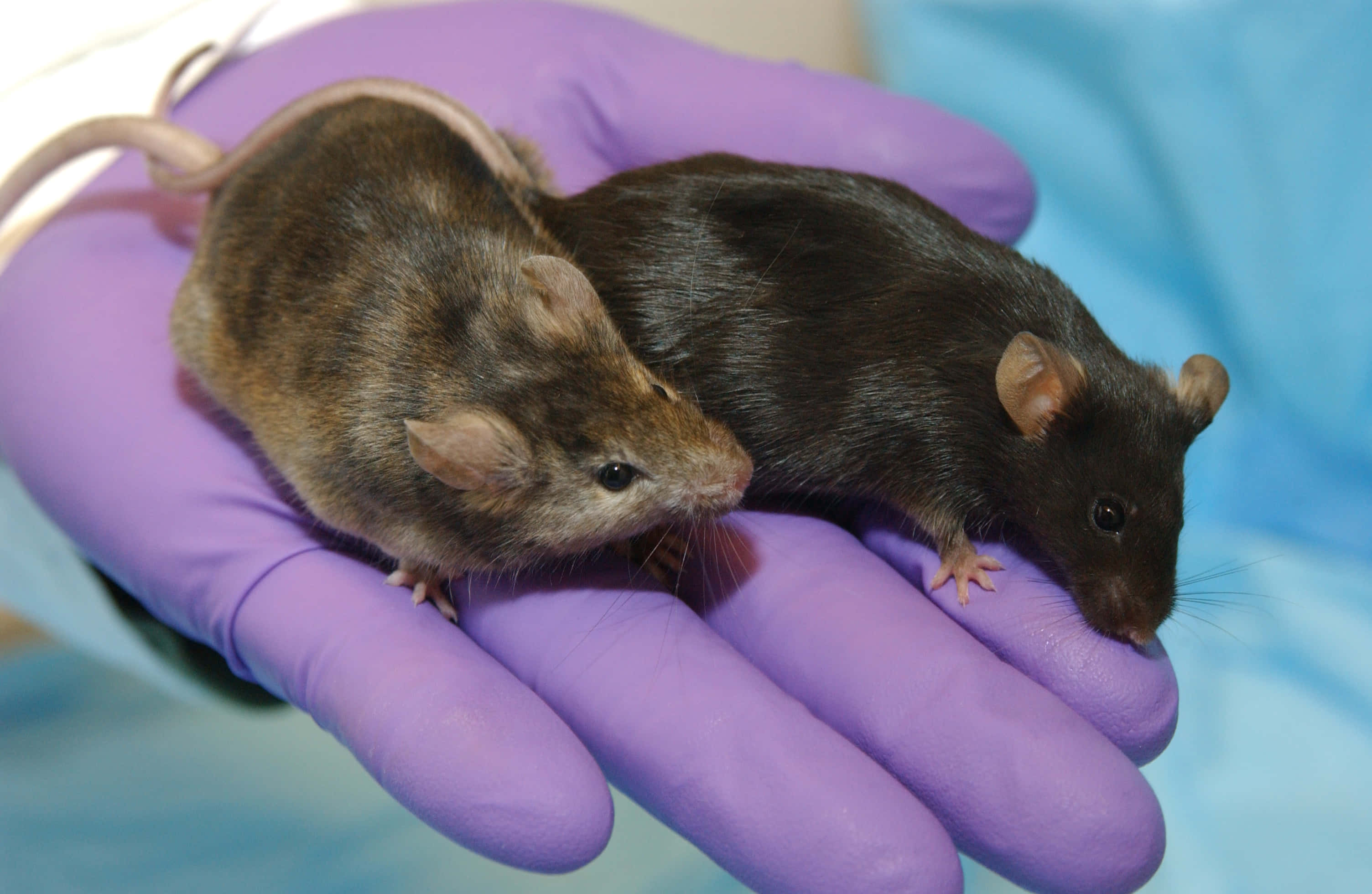Mouse 桌布 壁紙 — 兩隻小老鼠，一棕一黑，在藍色背景前靜靜地休息在一隻戴著紫色手套的手中。