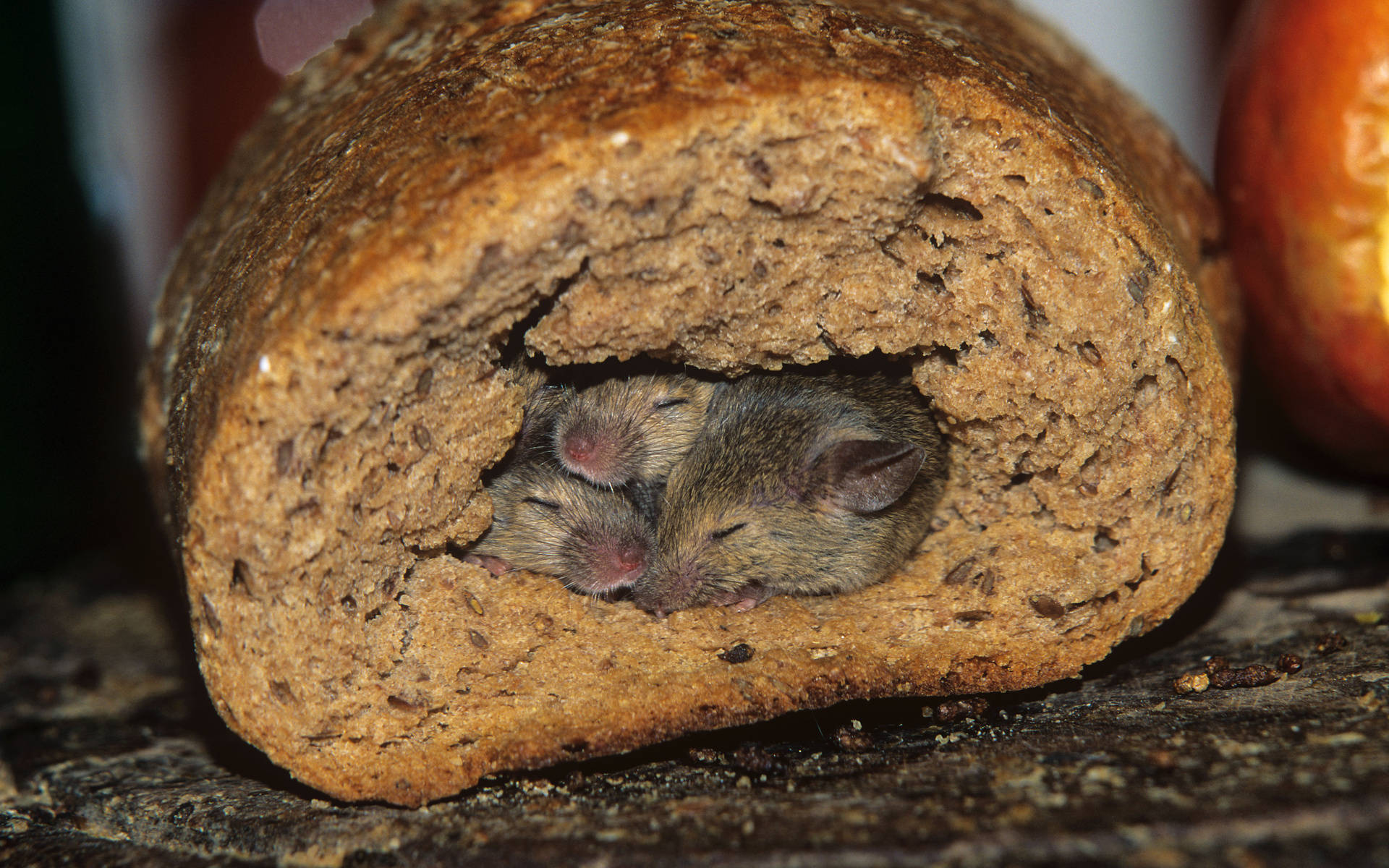 Mouse 桌布 壁紙 — 兩隻小老鼠依偎在一起，睡在一個裂開的鄉村全麥麵包裡。