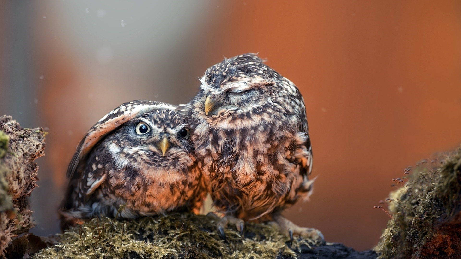 Baby Owl 桌布 壁紙 — 兩隻小貓頭鷹依偎在長滿苔蘚的樹皮上，一隻睜大眼睛醒著，另一隻在溫暖模糊的背景中安詳地睡著。