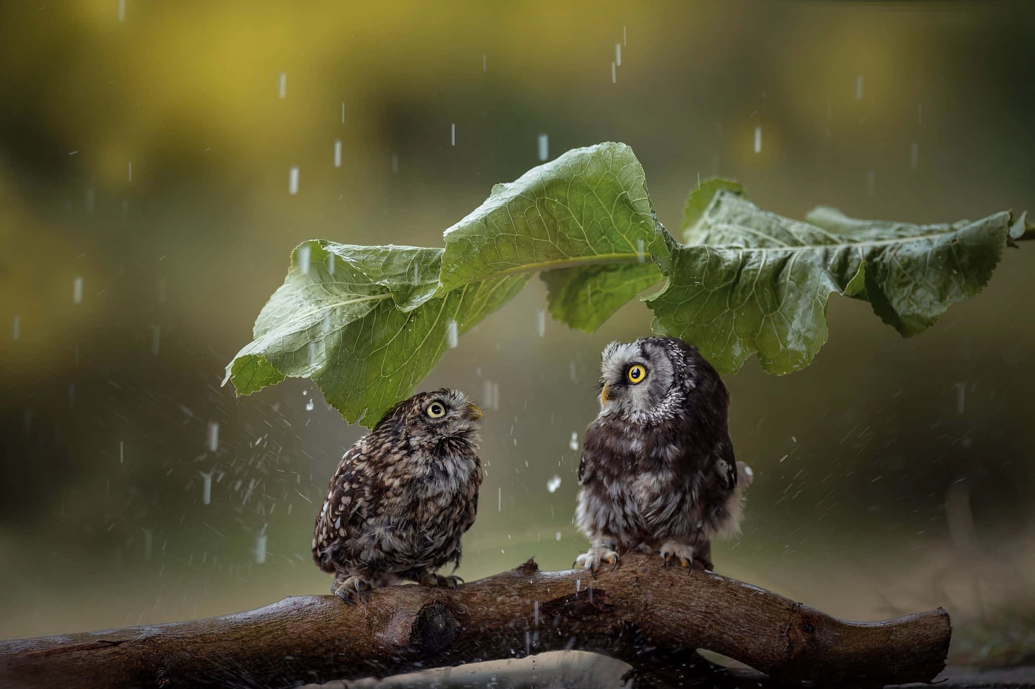 下雨 桌布 壁紙 — 兩隻小貓頭鷹棲息在一片大綠葉下，雨滴落在它們周圍，背景是柔和的模糊森林。