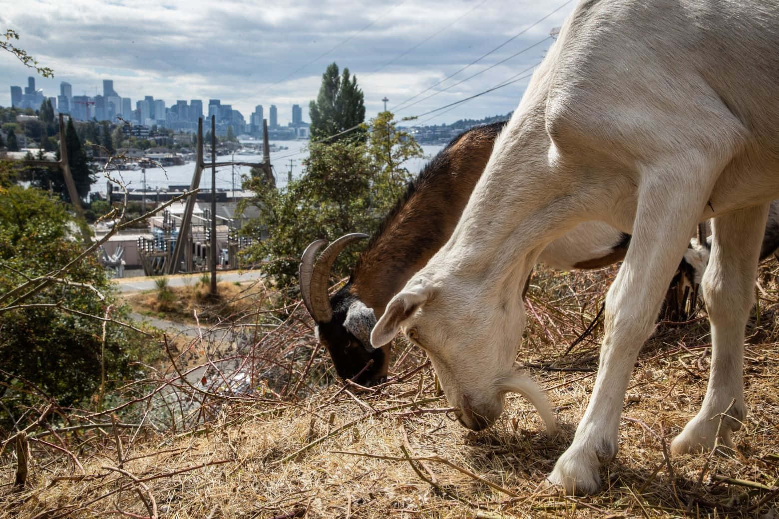動物 桌布 壁紙 — 兩隻山羊在山頂的乾灌木叢中吃草，遠處是多雲天空下的城市天際線。