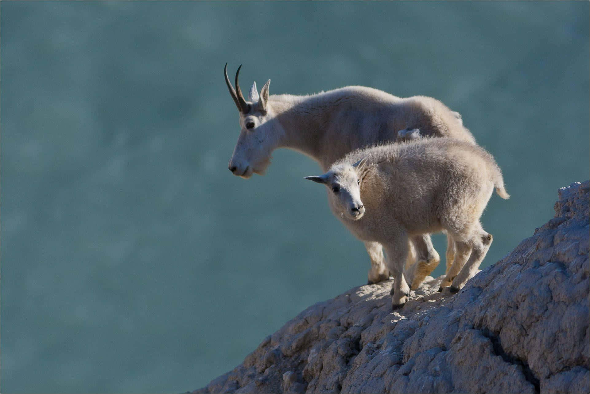Mountain Goat 桌布 壁紙 — 兩隻山羊警覺地站在陽光普照的岩石懸崖上，俯瞰下方煙霧瀰漫的藍綠色山谷。