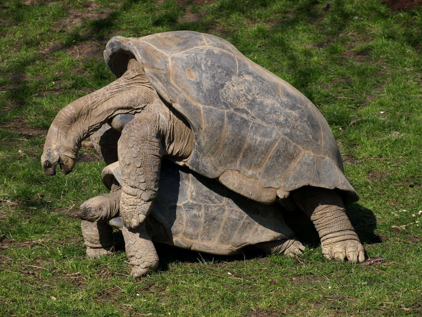 Zoo Animals 桌布 壁紙 — 兩隻巨型陸龜在陽光明媚的草地上交配，龜殼有紋理，皮膚皺褶。