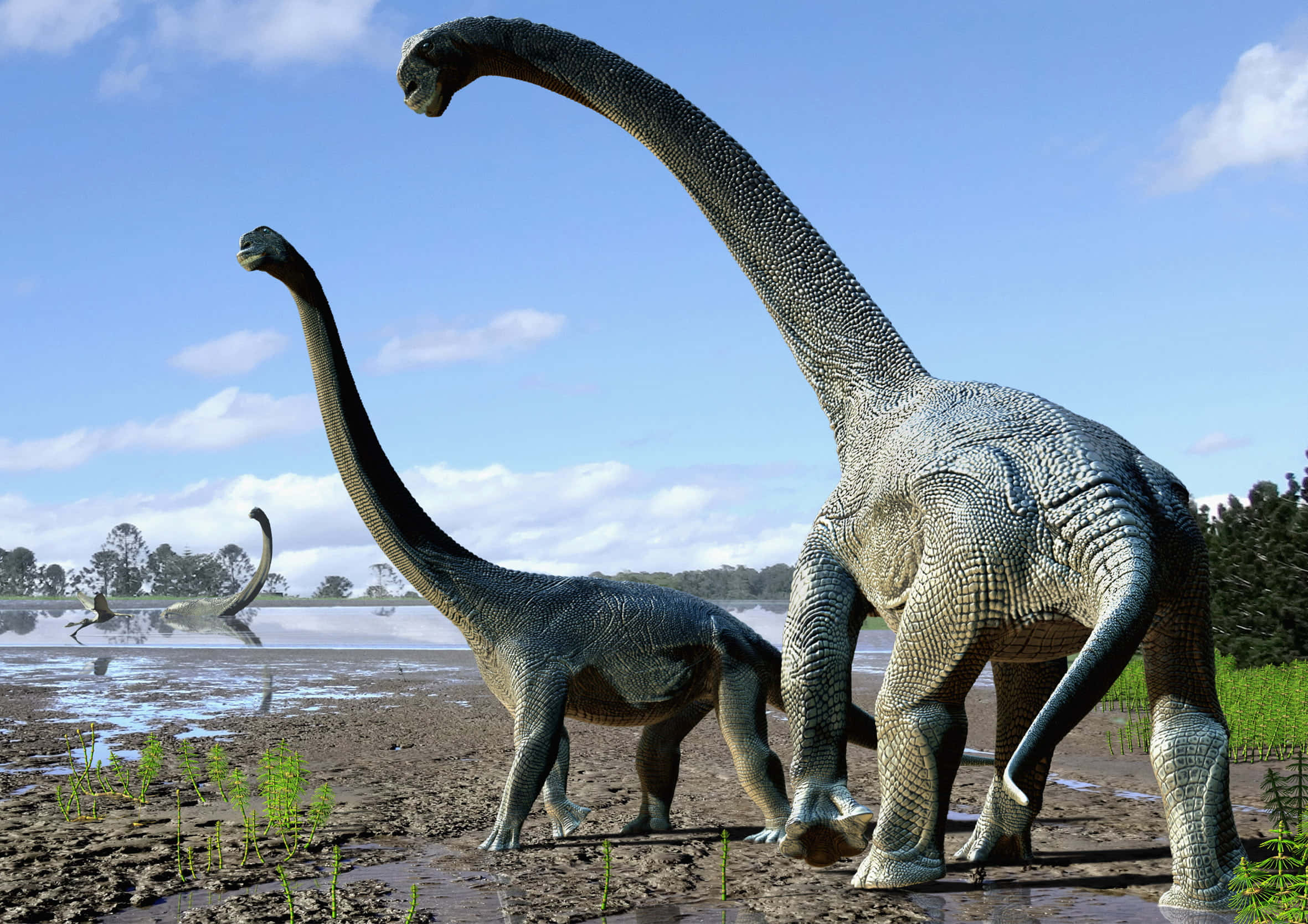 dinosaurs 桌布 壁紙 — 兩隻巨大的長頸恐龍站在泥濘的水體附近，天空湛藍，雲朵稀疏。