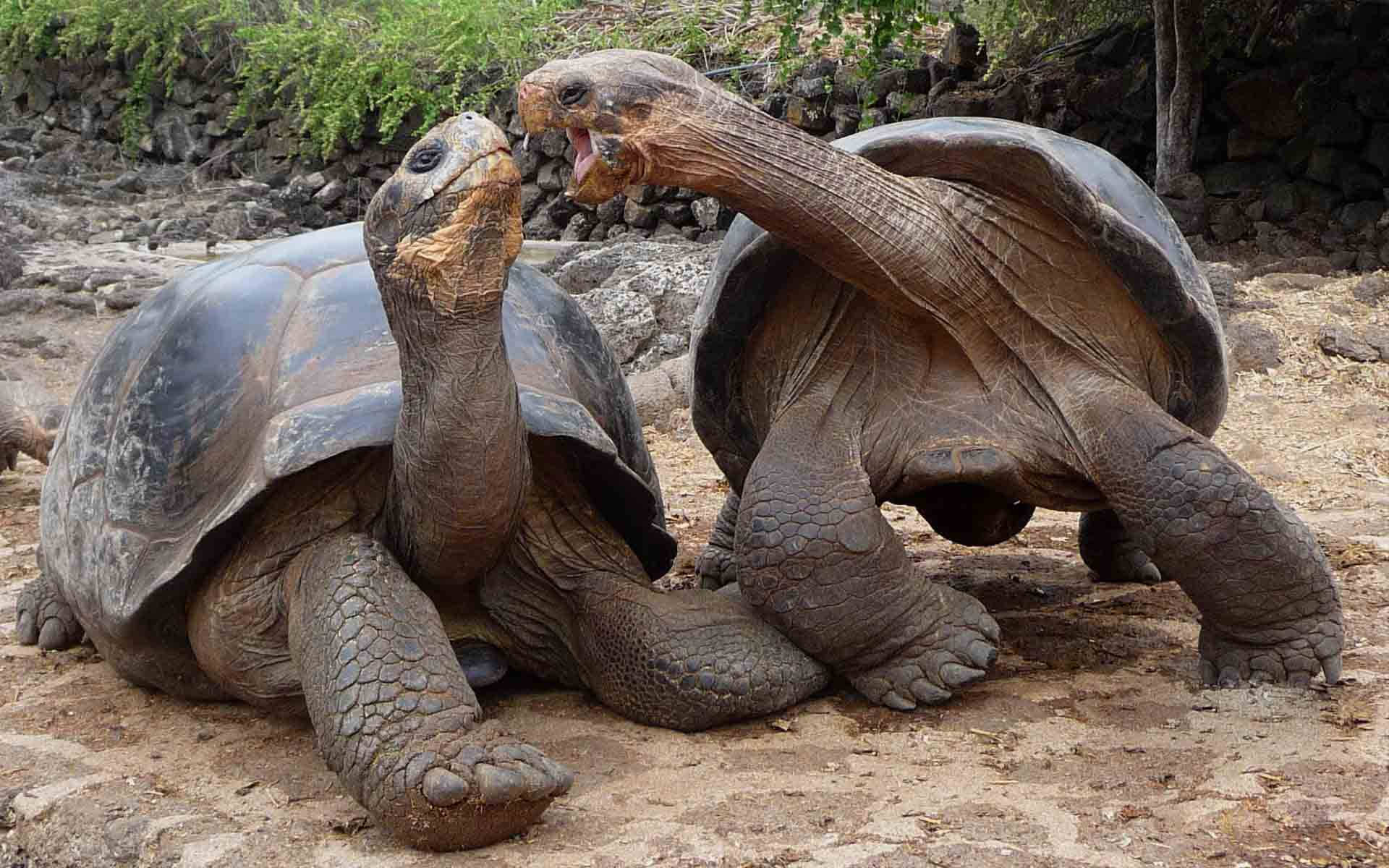 animal kingdom 桌布 壁紙 — 兩隻巨龜在塵土飛揚的岩石地形上對峙，身後有綠色樹葉。其中一隻張開嘴巴，展示其主導地位。