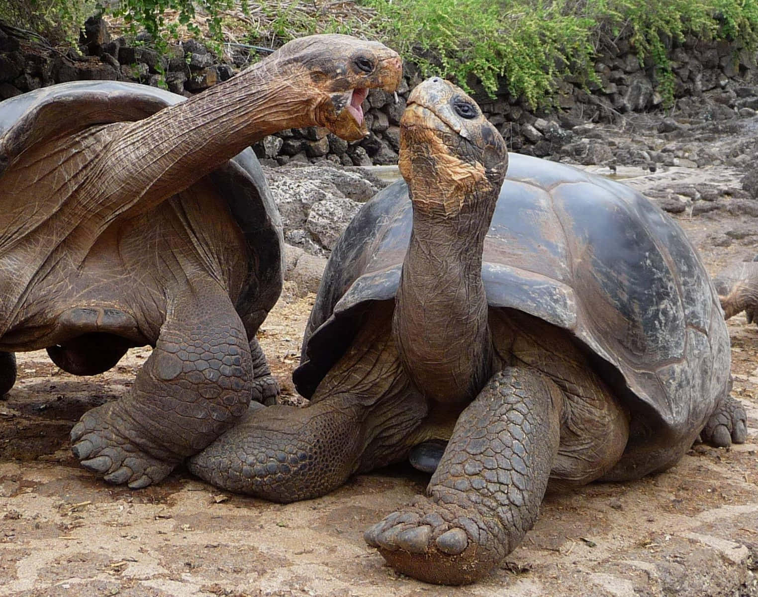 tortoise 桌布 壁紙 — 兩隻巨龜在岩石遍布、帶有綠色條紋的棲息地中張開嘴巴對峙。
