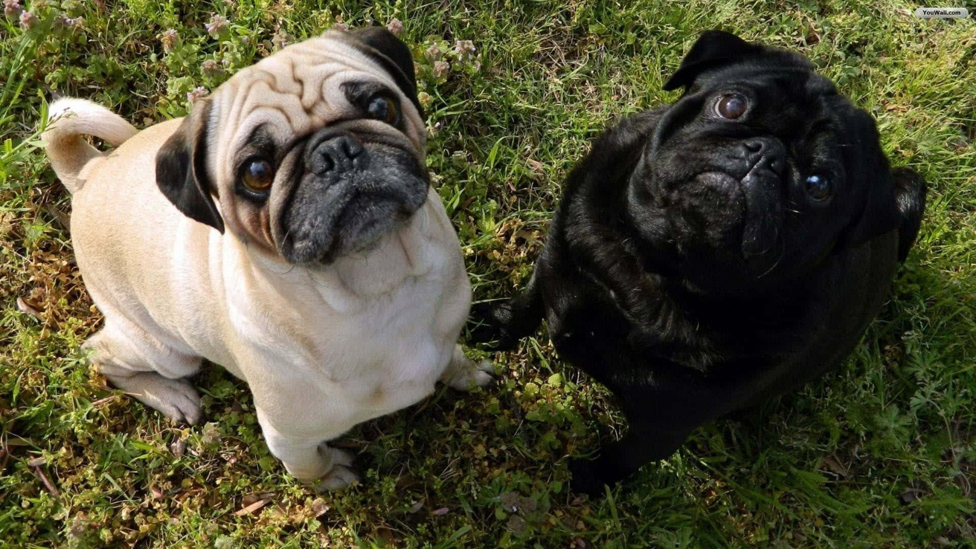 Pug 桌布 壁紙 — 兩隻巴哥犬，一隻淺黃褐色和一隻黑色，並排坐在草地上，抬起頭，皺著臉，睜著大眼睛向上看。