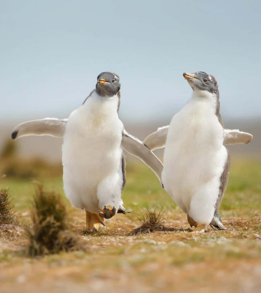 funny animals 桌布 壁紙 — 兩隻巴布亞企鵝在長滿草的凍原上並排搖擺行走，伸展著鰭狀肢，在柔和日光下。