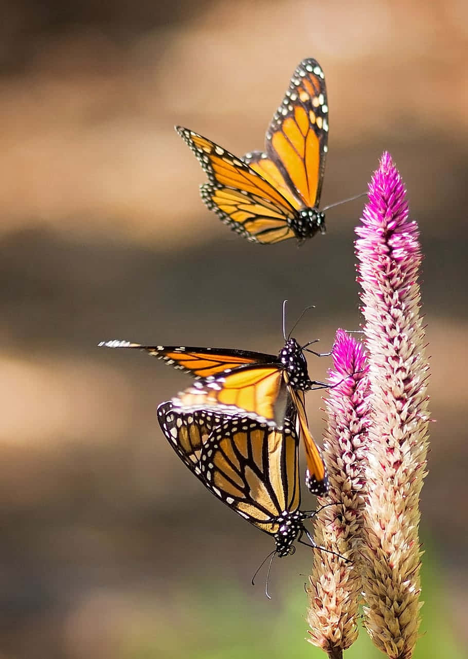Monarch Butterfly 桌布 壁紙 — 兩隻帝王斑蝶在柔和的模糊背景下盤旋並棲息在高大的粉紅色花穗上。