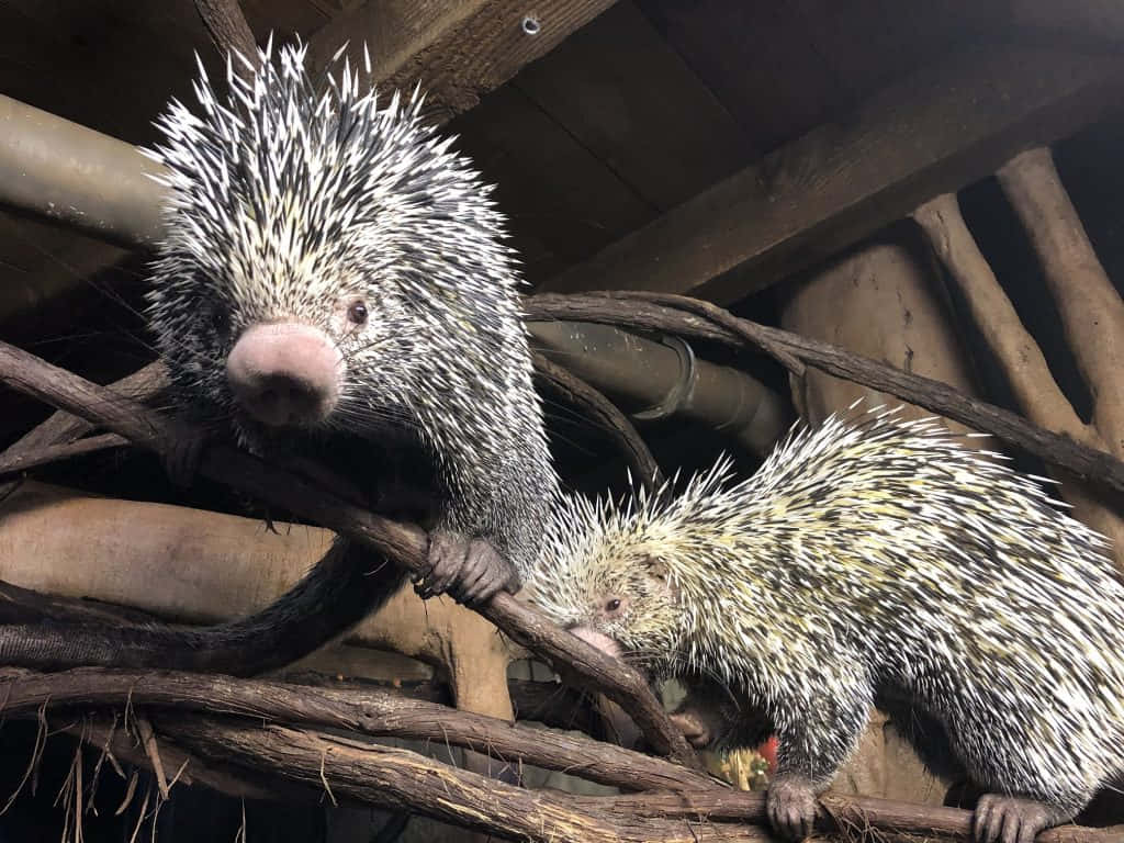 Porcupine 桌布 壁紙 — 兩隻帶有尖刺的豪豬棲息在一個鄉村圍欄內木屋頂下的纏繞樹枝上。