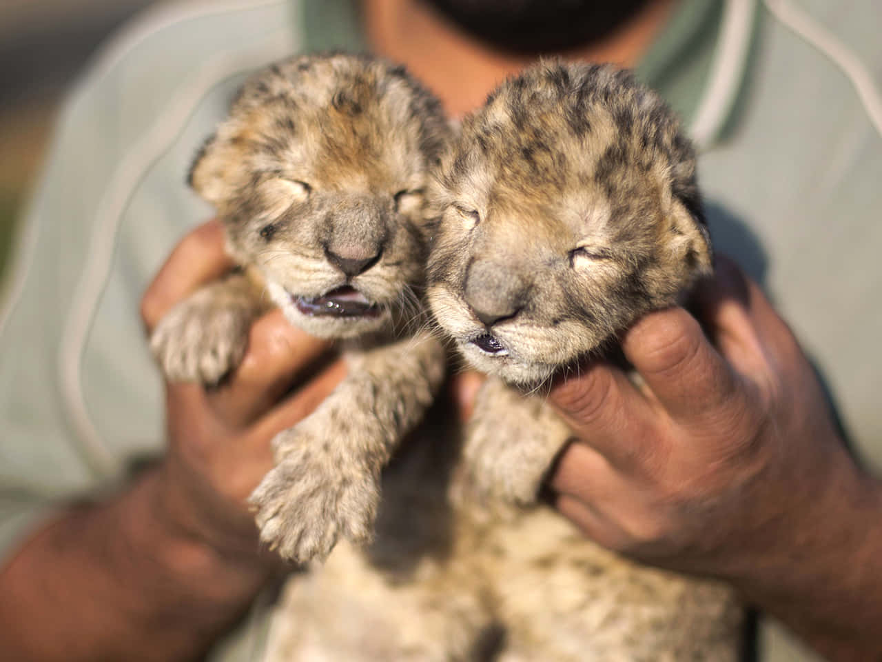Baby Lion 桌布 壁紙 — 兩隻帶有斑點毛皮、昏昏欲睡的獵豹幼崽被抱在一個人手中，眼睛半閉，處於安寧的睡眠中。