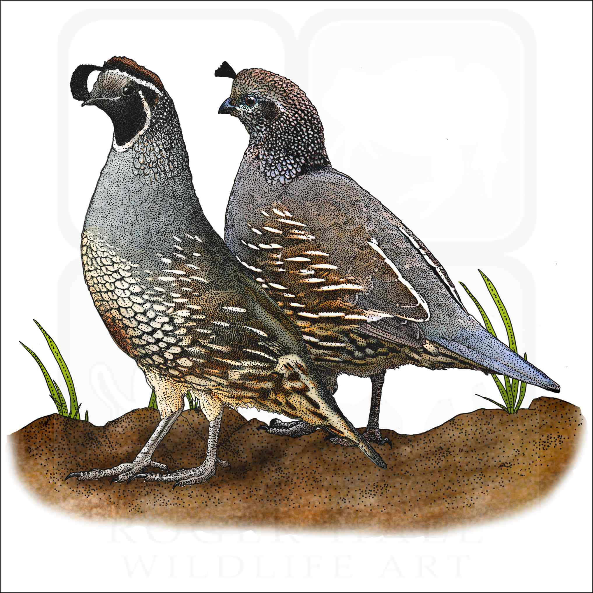 Quail 桌布 壁紙 — 兩隻帶有斑點羽毛和獨特冠羽的鵪鶉並排站在一片稀疏綠草的土地上。