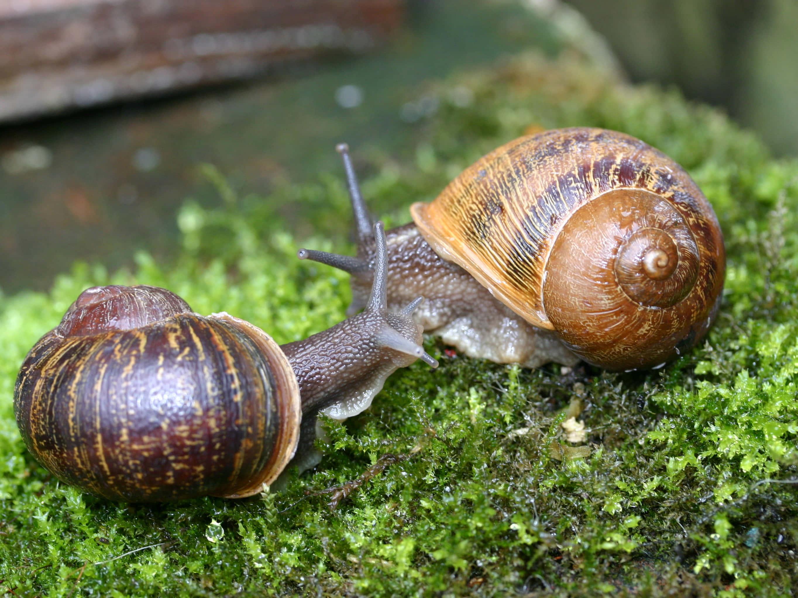 Snail 桌布 壁紙 — 兩隻帶有棕色條紋殼的蝸牛在鮮綠色苔蘚上緩慢爬行的特寫自然照片。