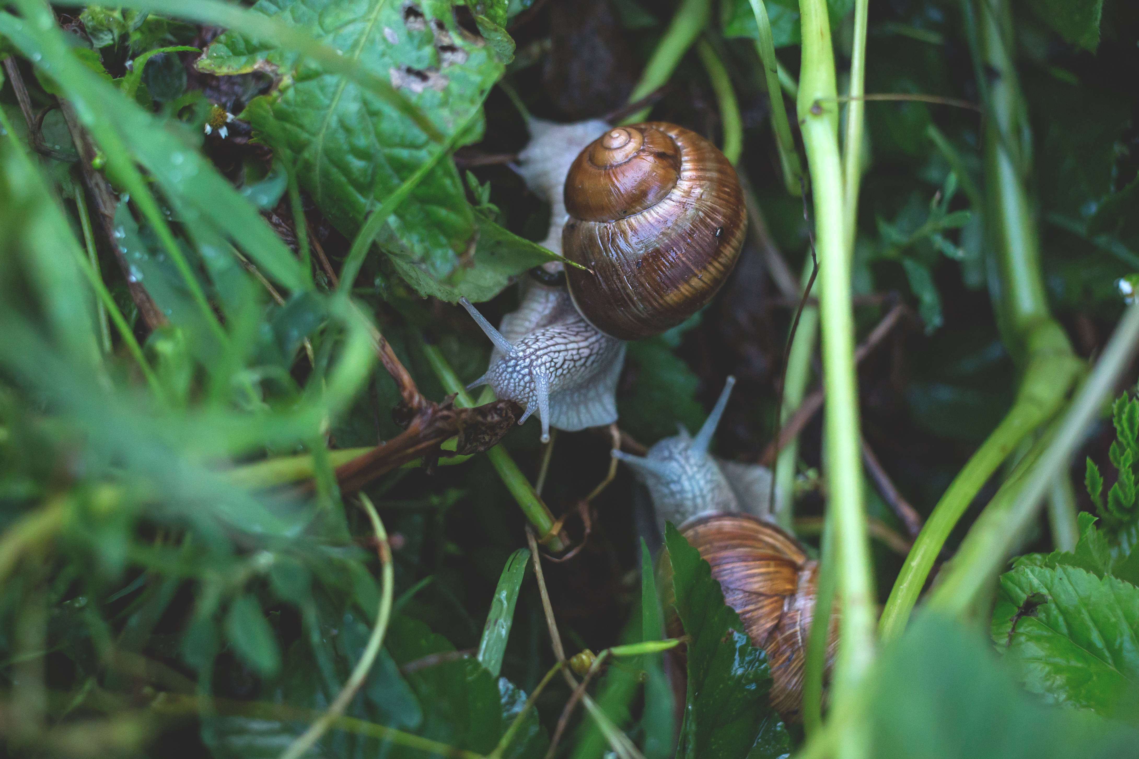 Snail 桌布 壁紙 — 兩隻帶有棕色螺旋殼的花園蝸牛在潮濕的森林地面上的茂密綠色植物中爬行。