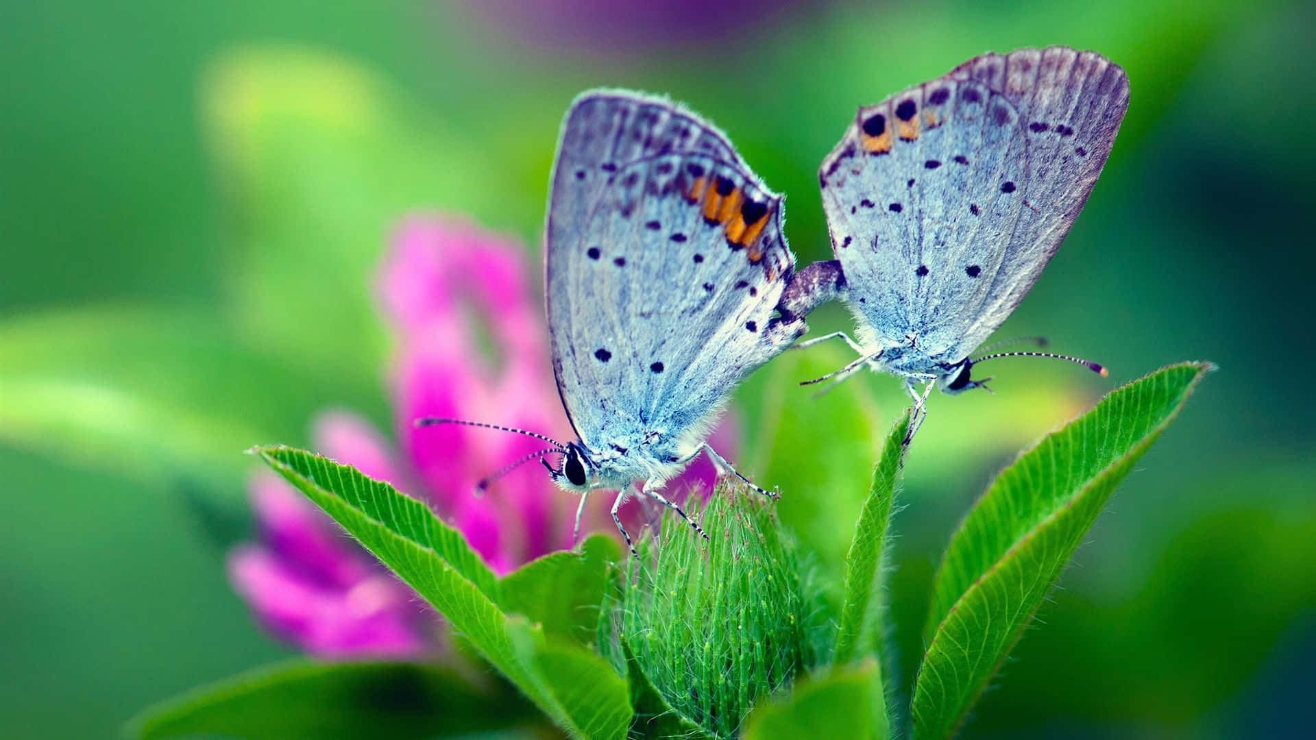 Spring Butterflies 桌布 壁紙 — 兩隻帶有橙色斑點的細緻藍色蝴蝶，停在柔焦粉紅色花朵旁的綠葉上。